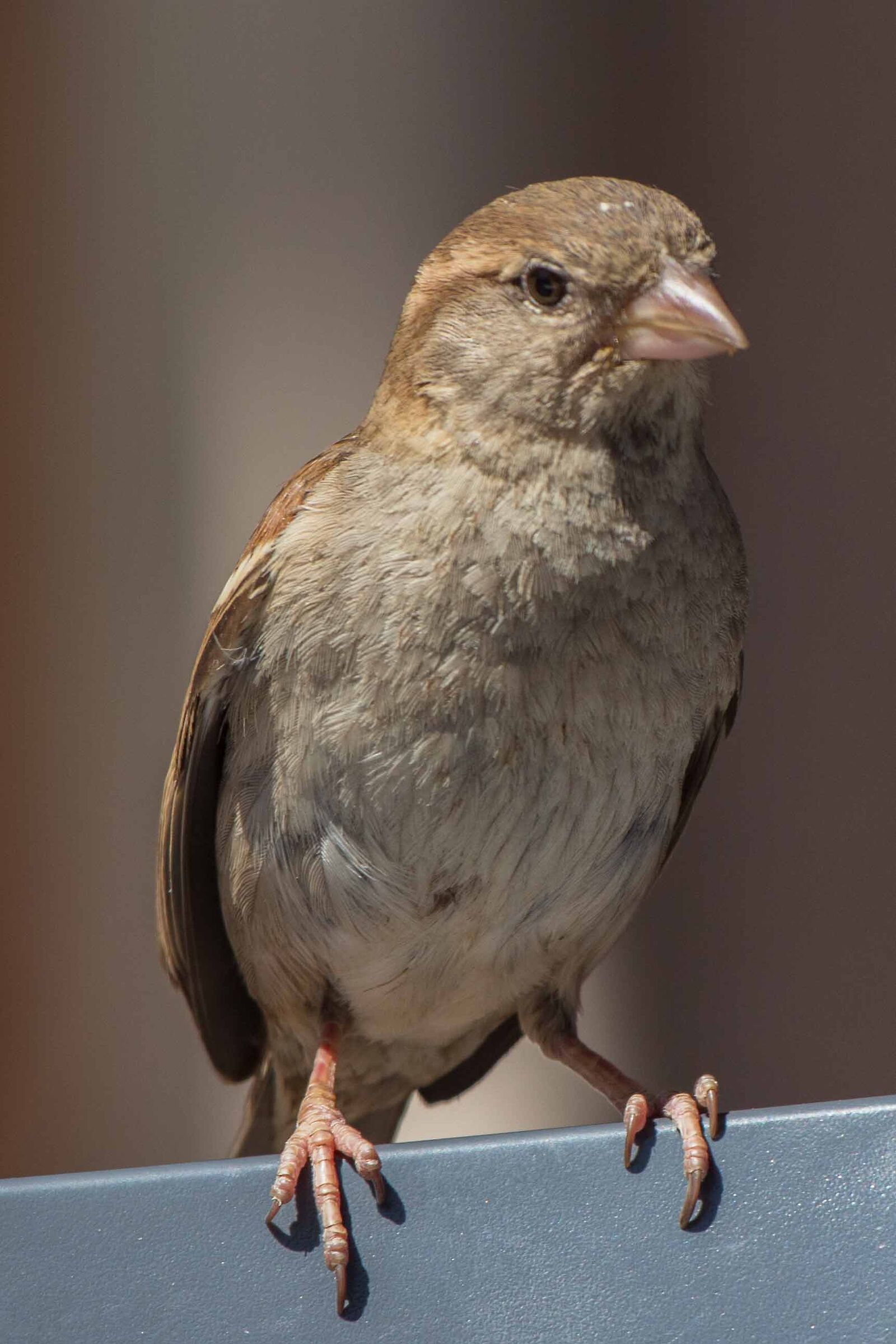 Posing for a portrait