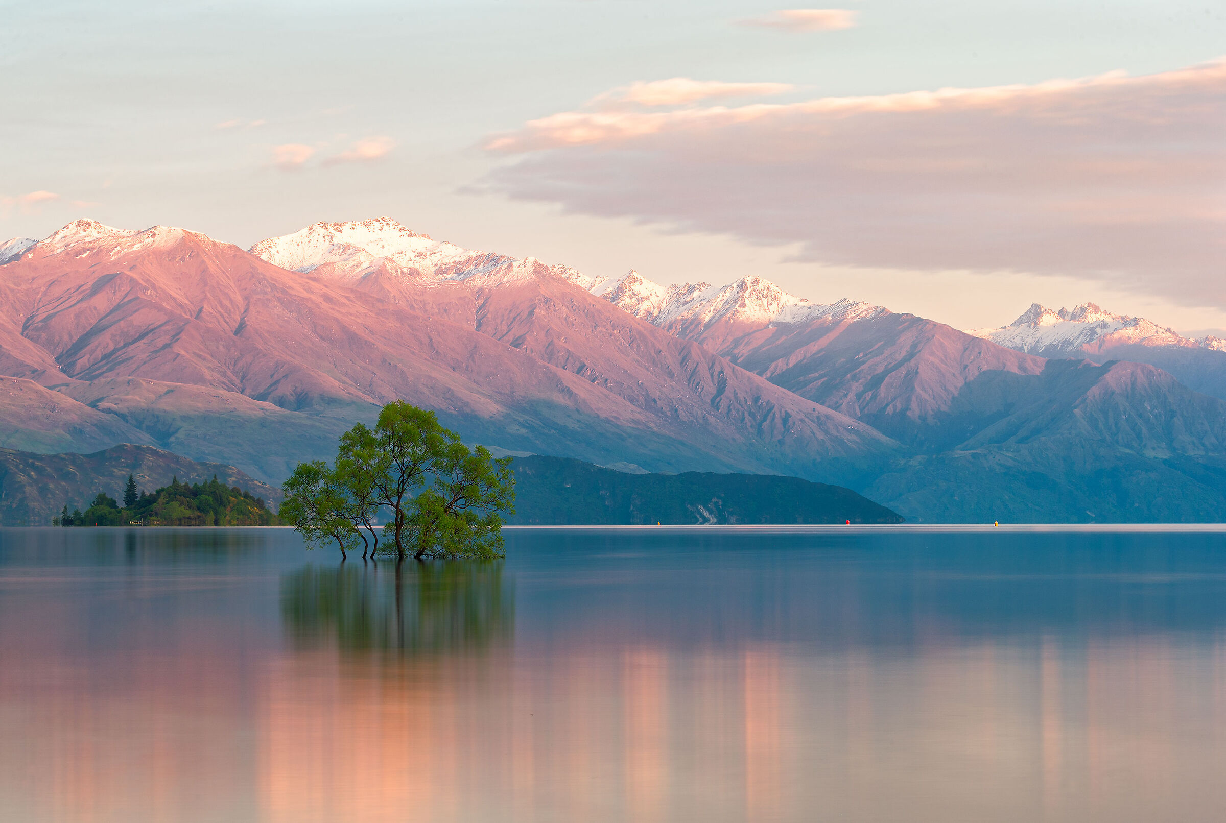 Wanaka Tree