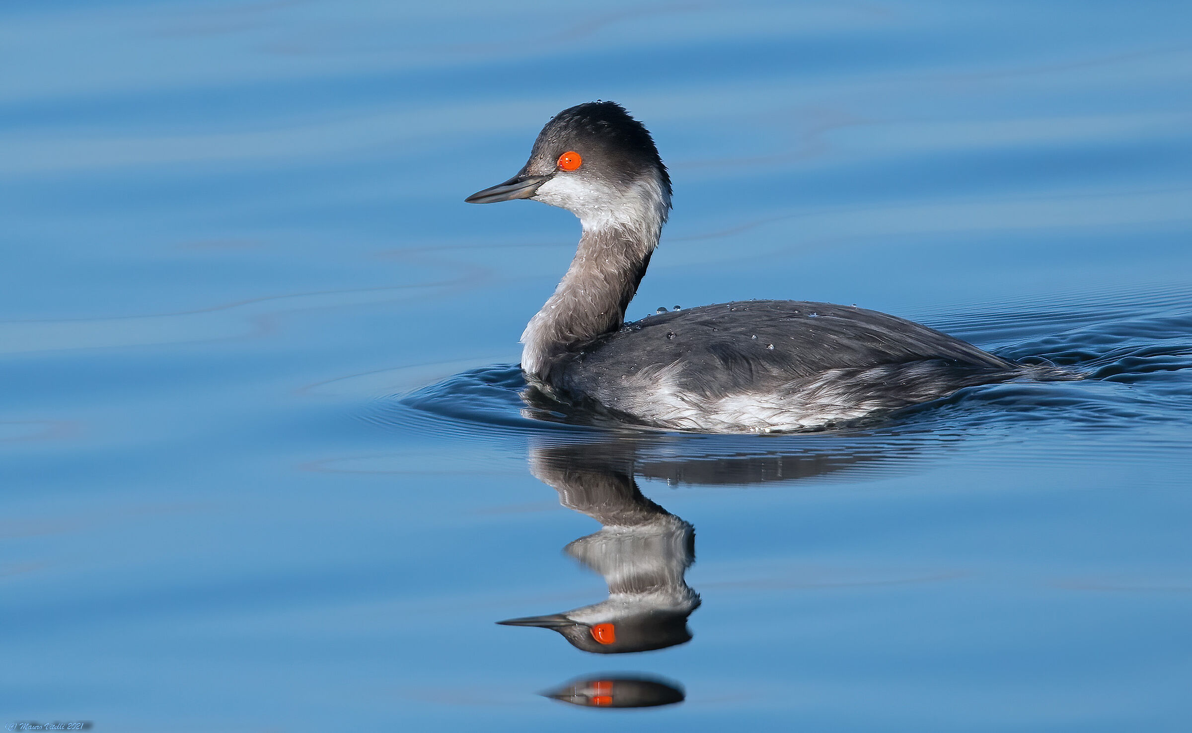 Small Svasso (Podiceps nigricollis)