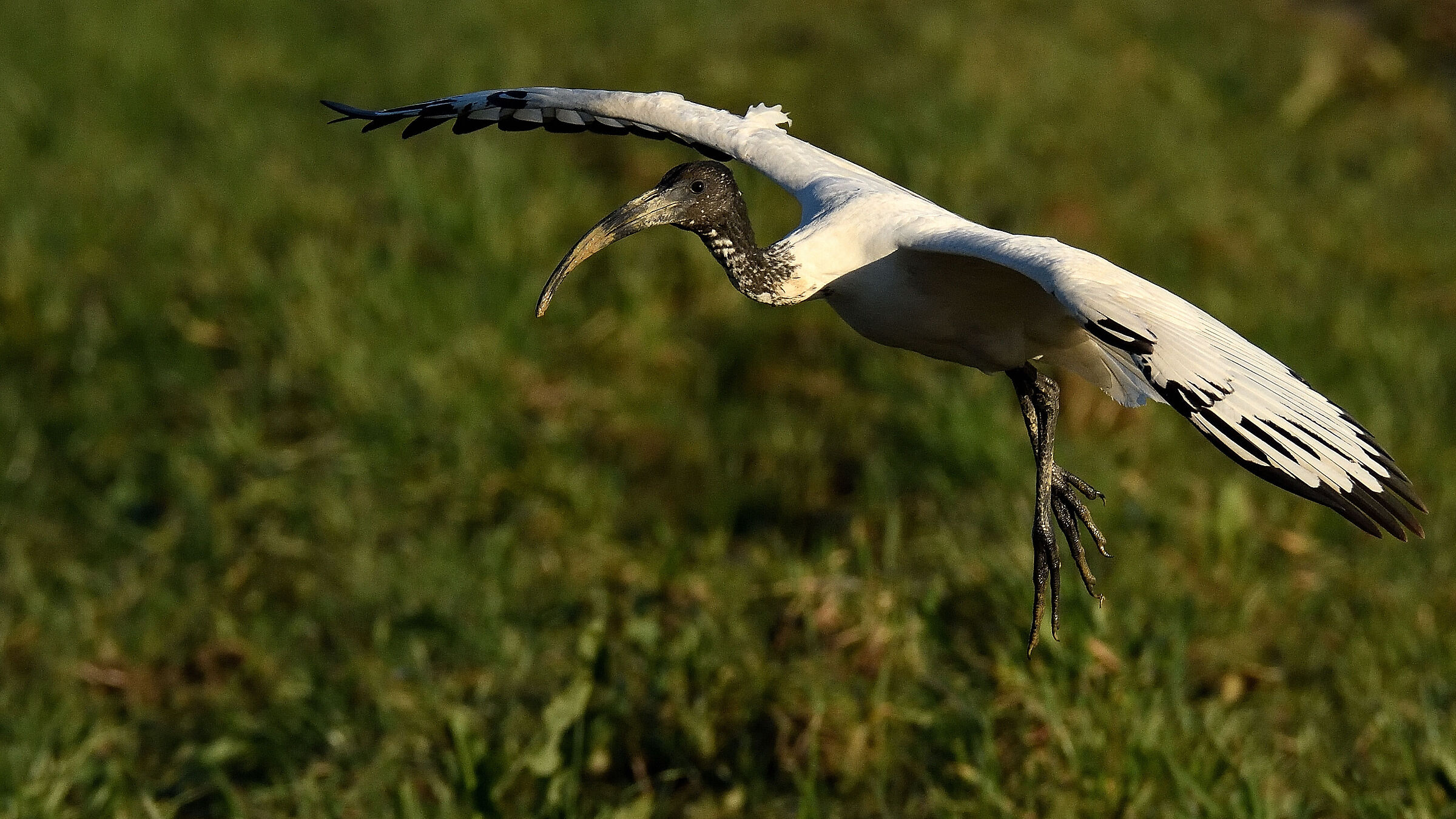 Sacred Ibis