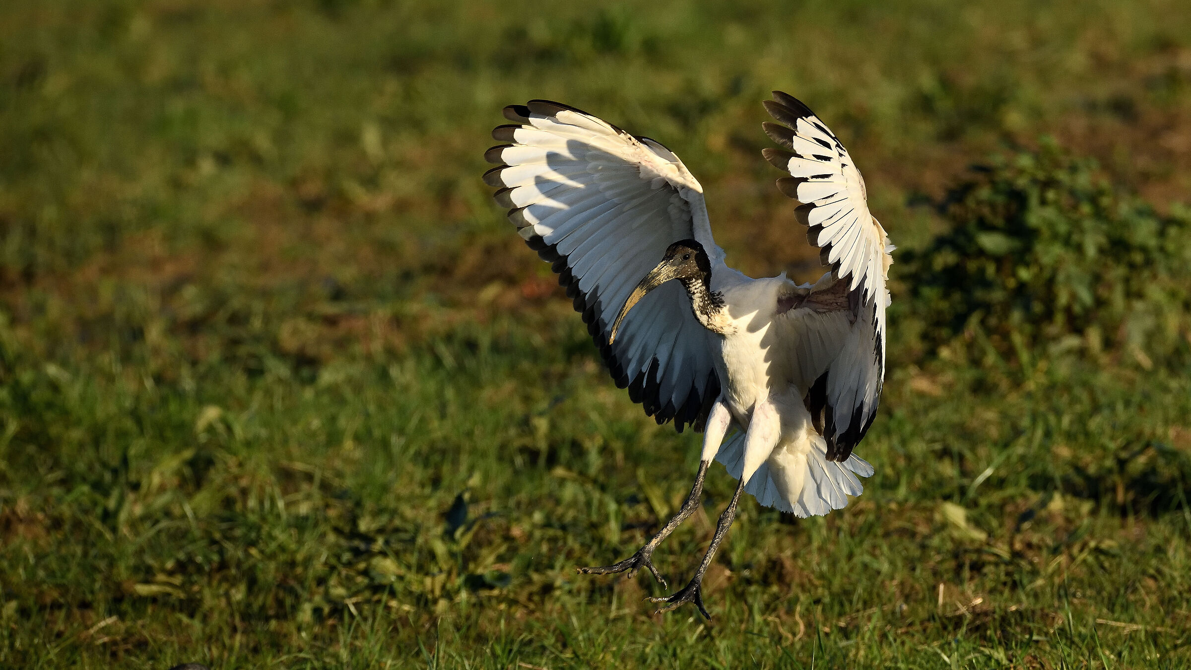 Sacred Ibis