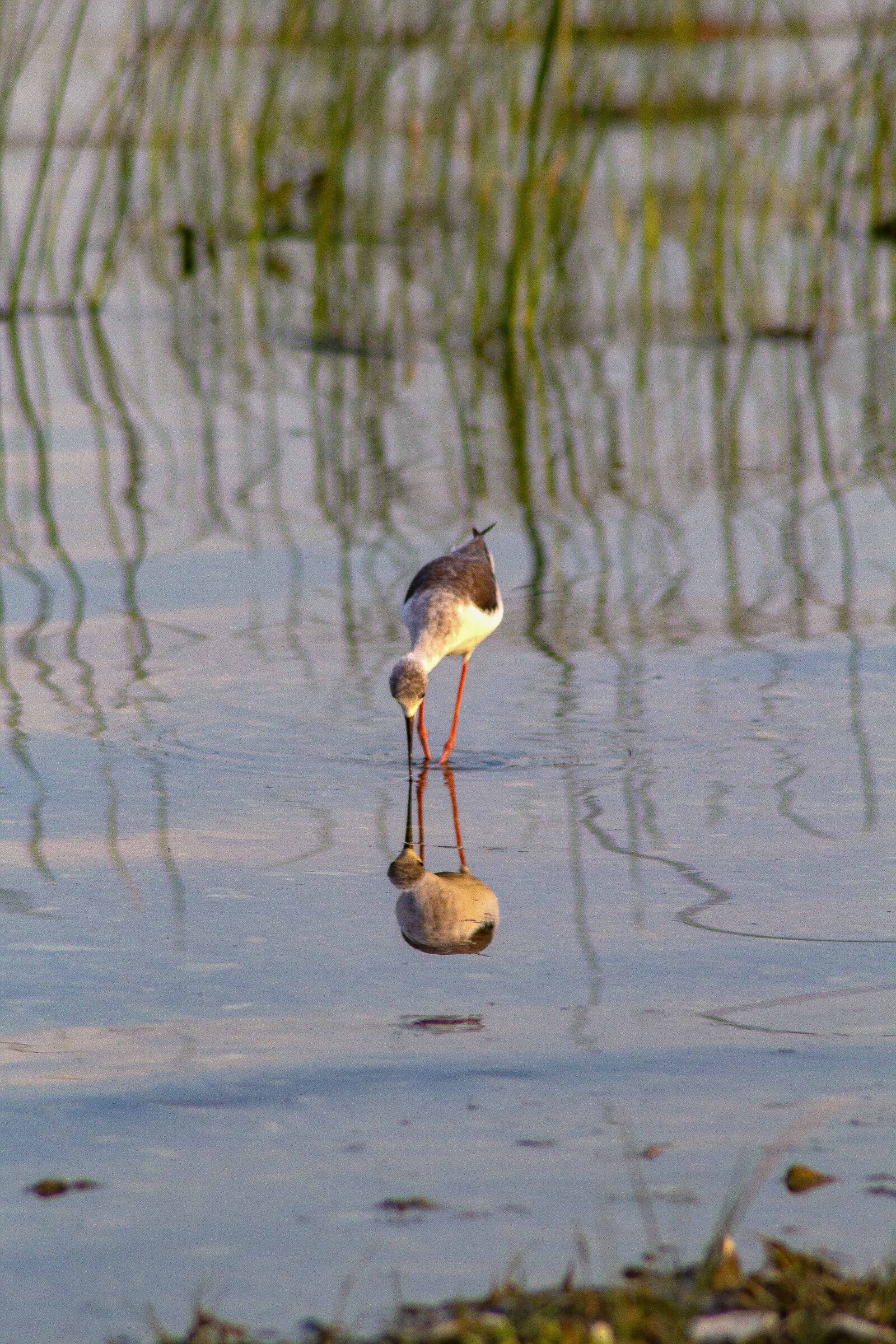 Reflections in water