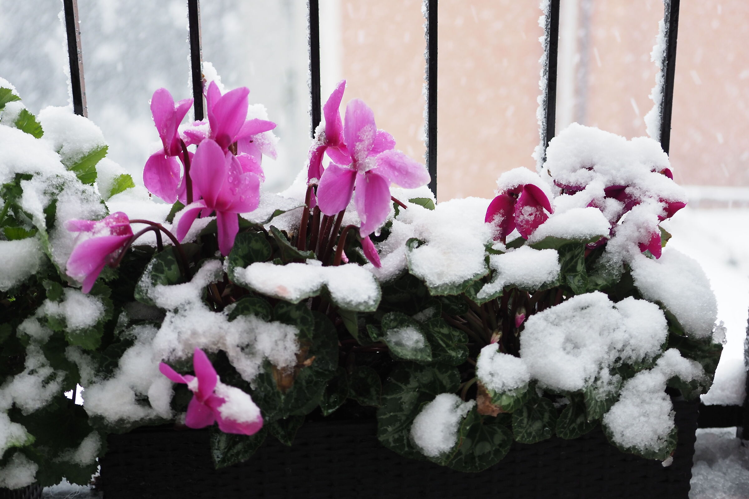 on the snowy balcony