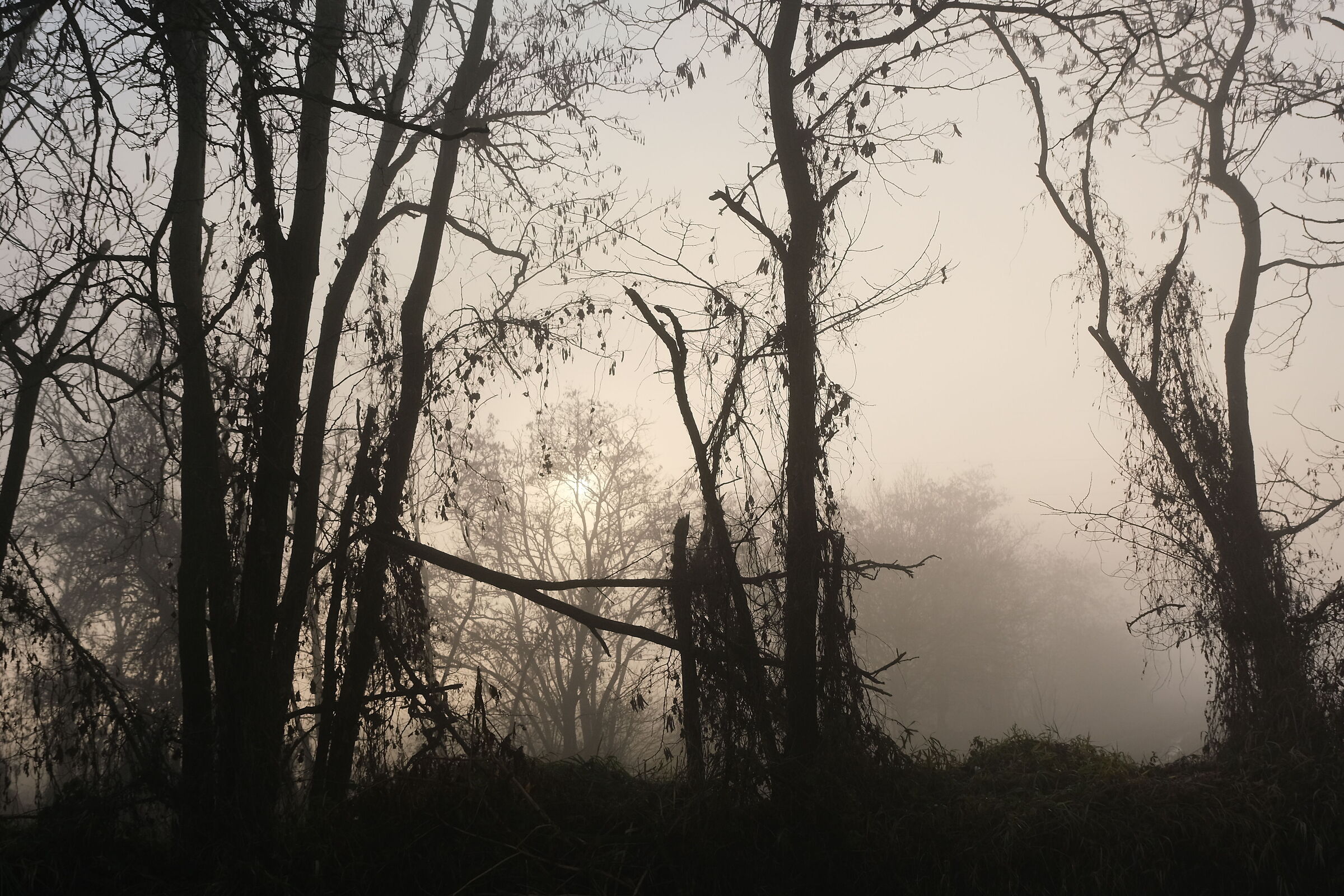 Skeletons in the Fog