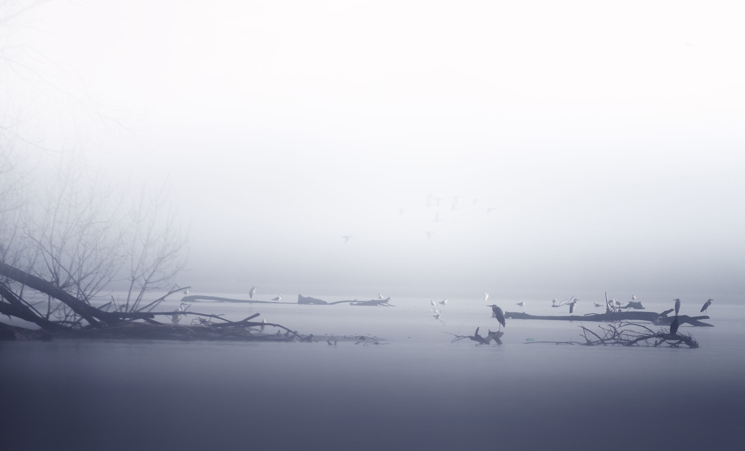 Misty Morning, New York