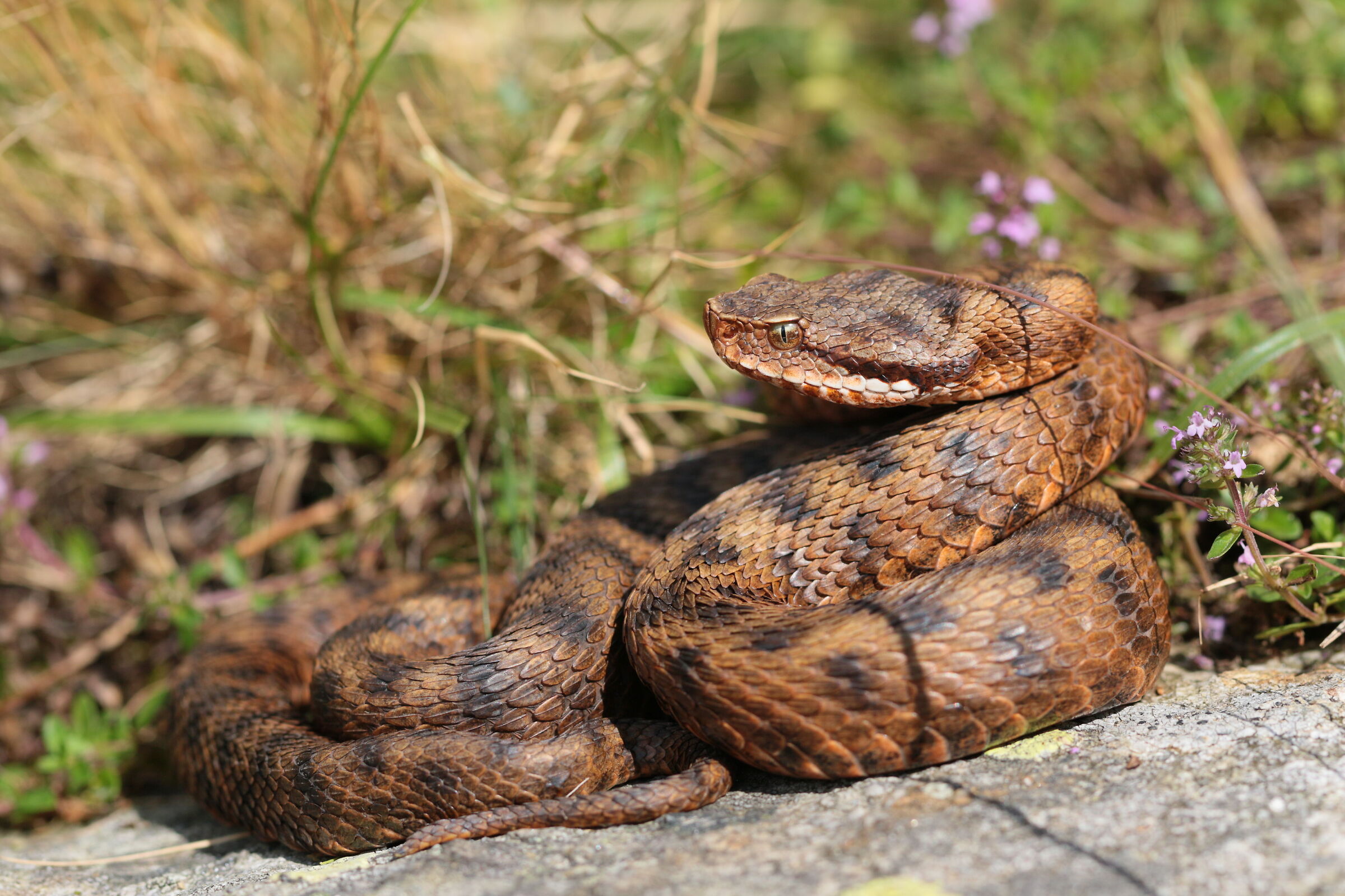 Vipera aspis aspis ex atra, femmina