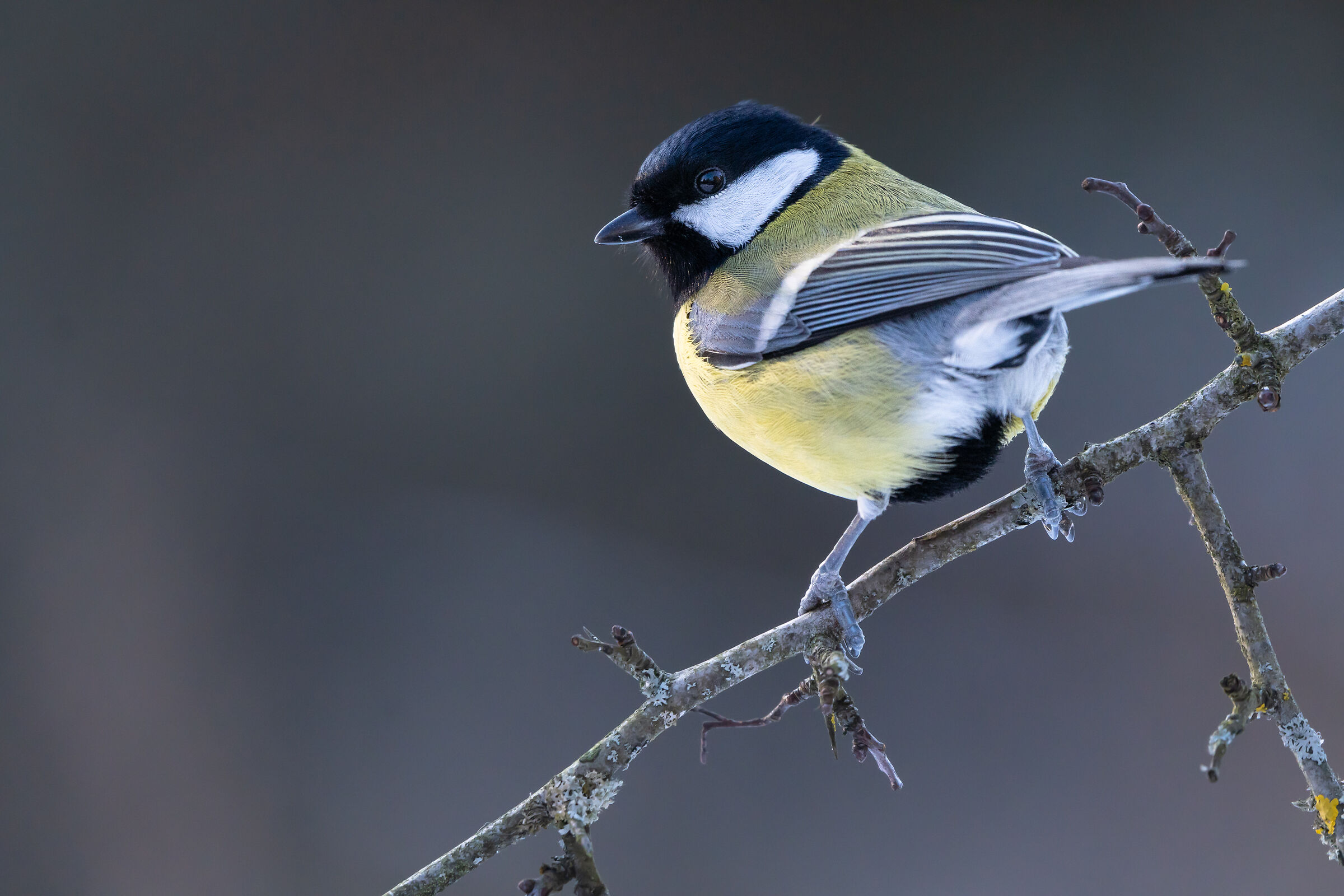 Great tit (Parus major)