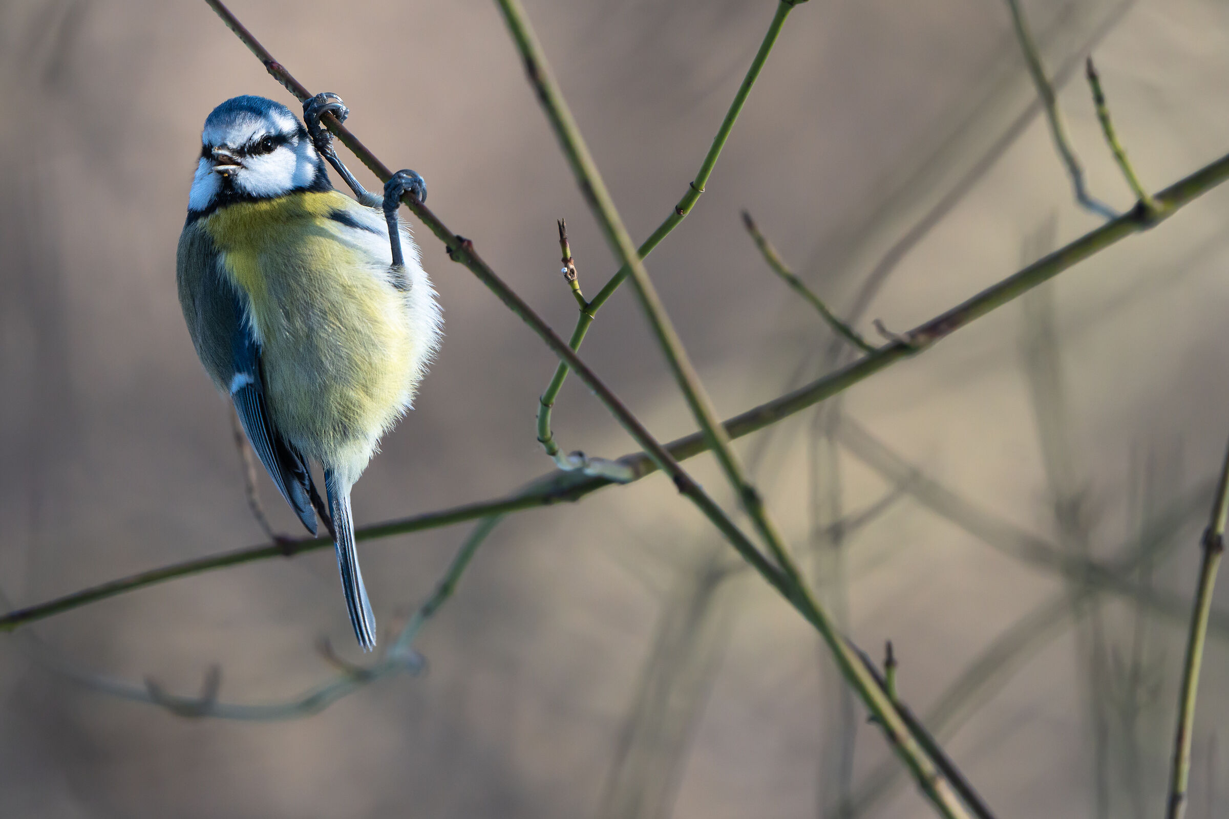Blue tit (Cyanistes caeruleus)