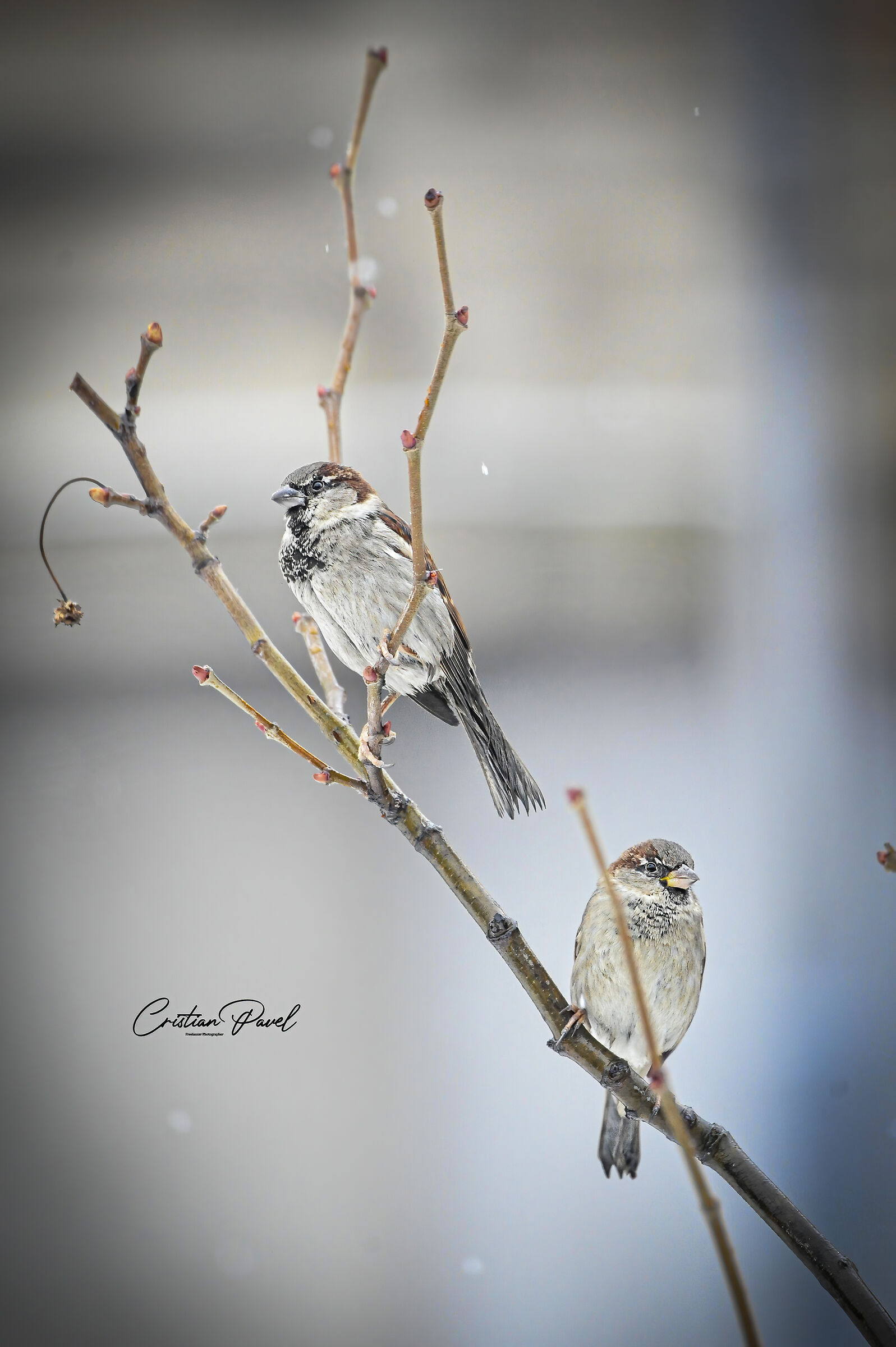 condivisione di un ramo