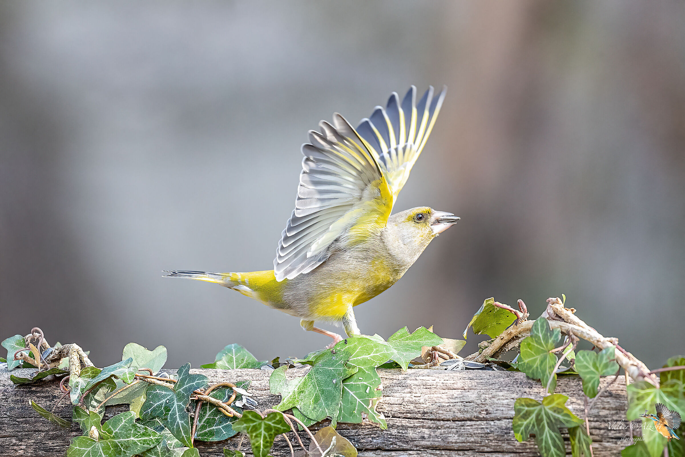 Verdone che spicca il volo