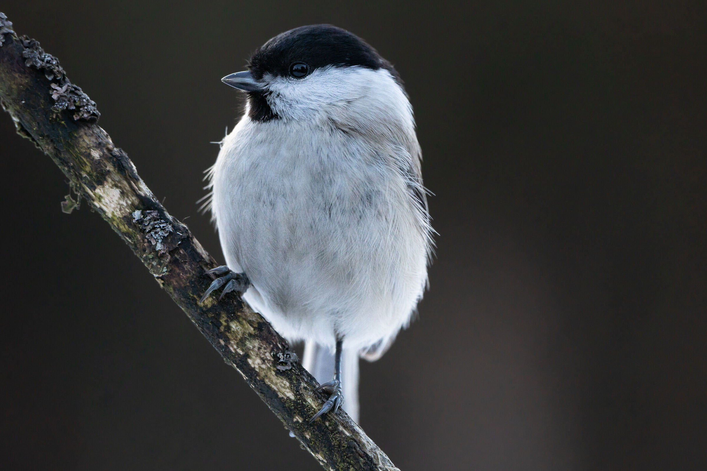 Marsh tit (Poecile palustris)