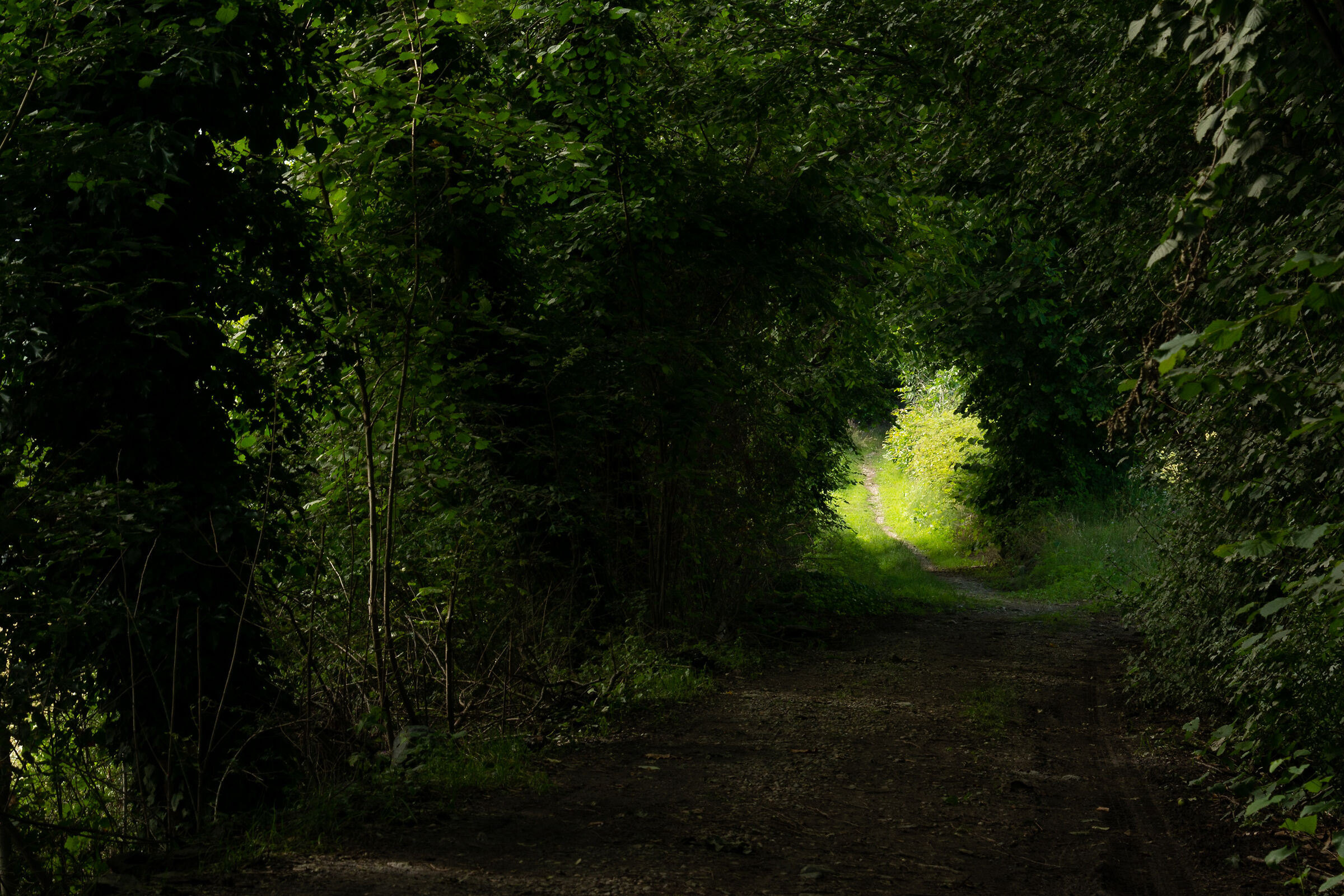 Towards the light