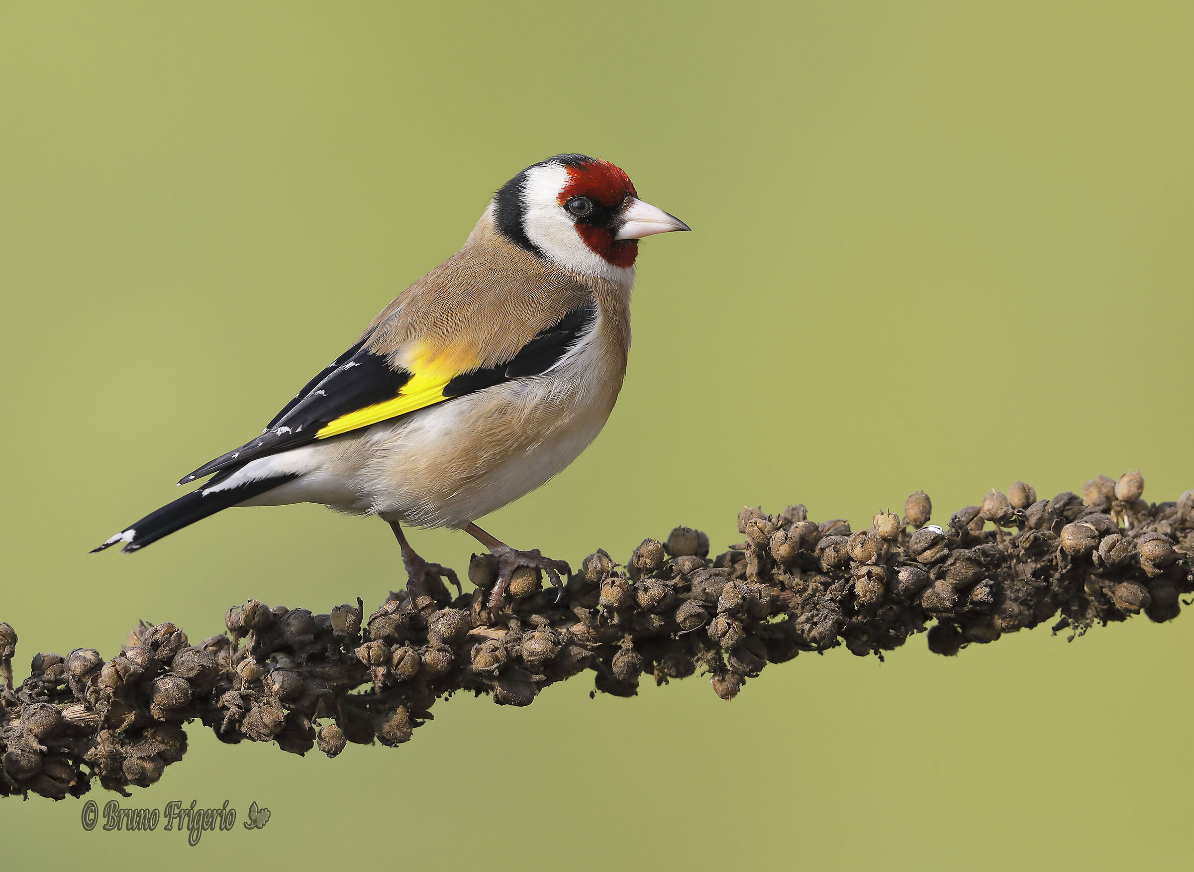 Goldfinch