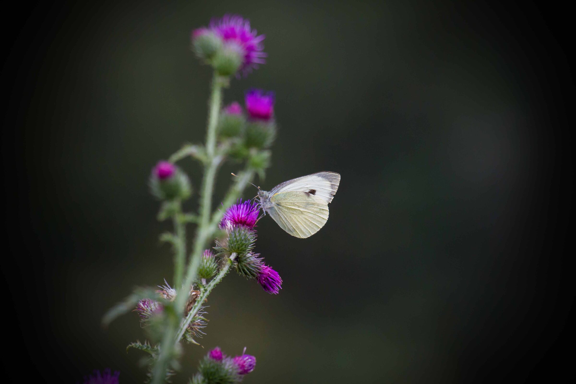 white butterfly