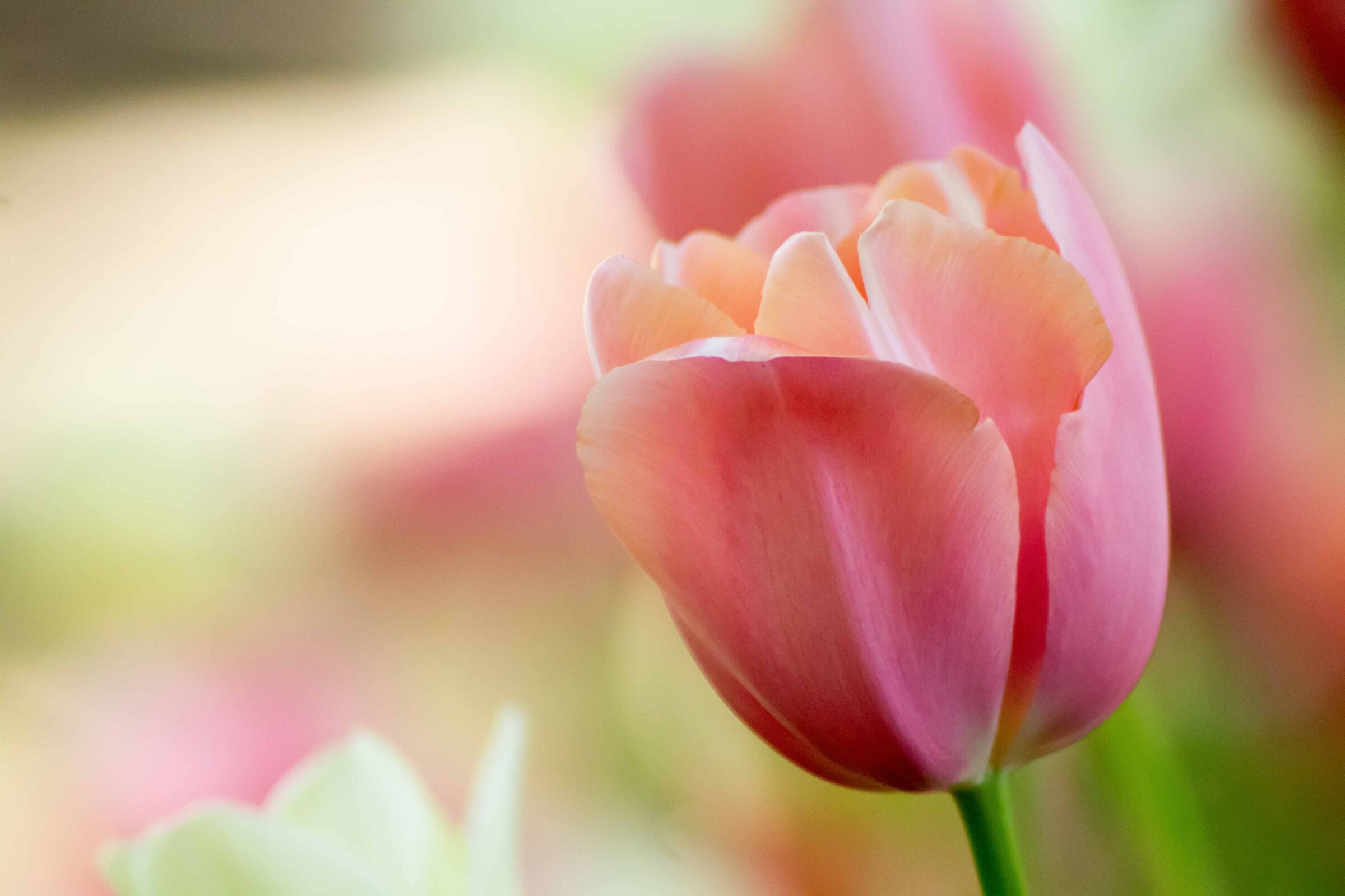 Waiting for spring...