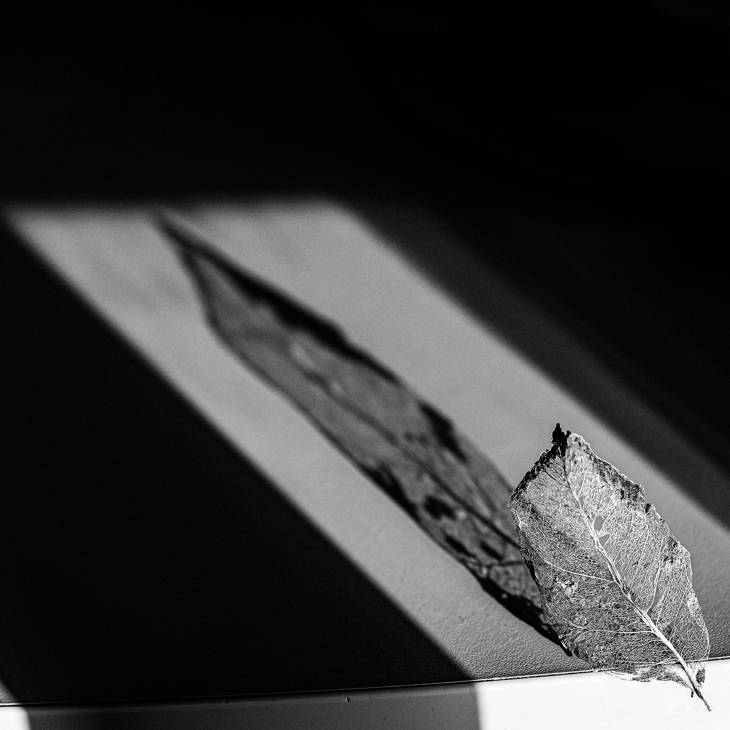 Skeleton leaf in black and white