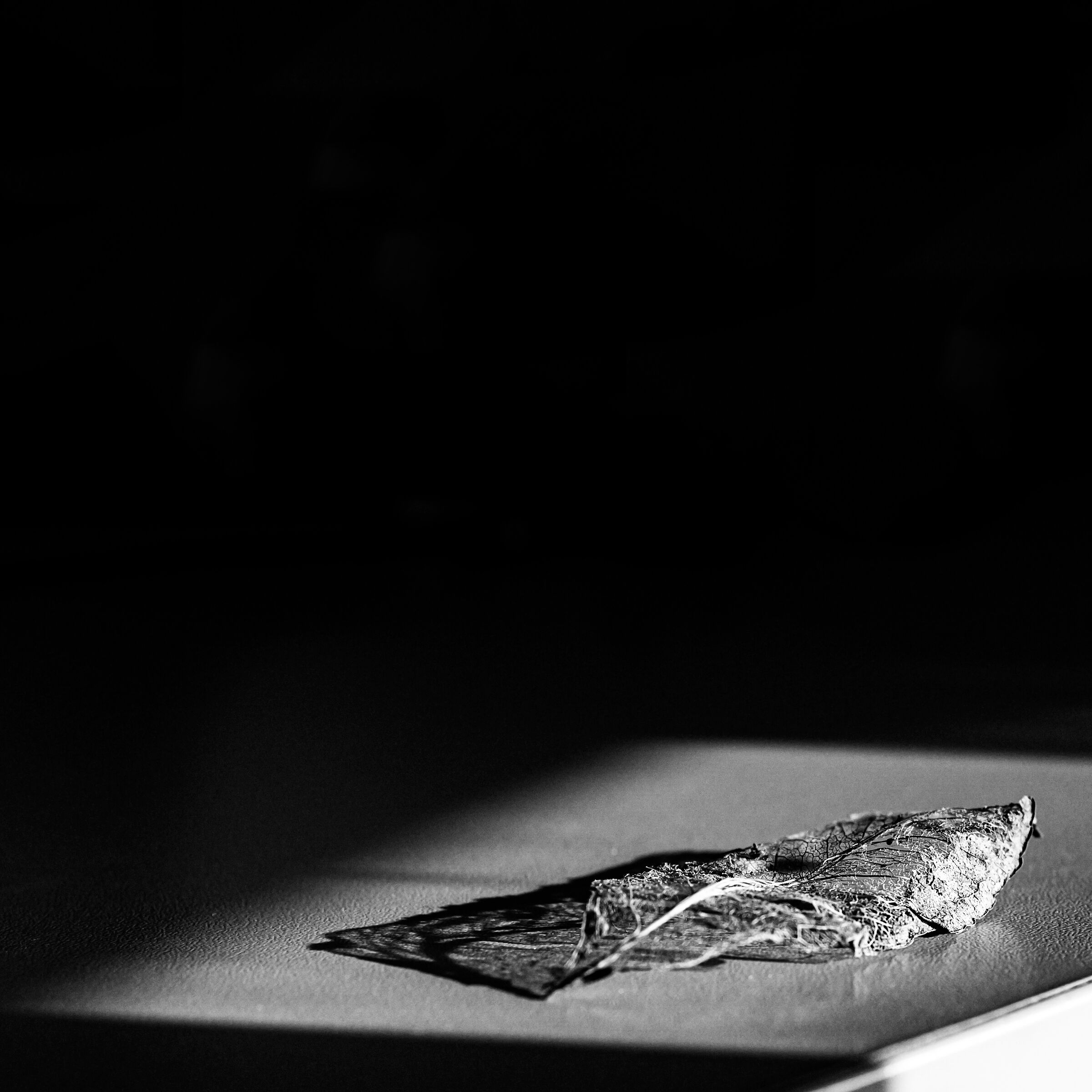 Skeleton leaf in black and white