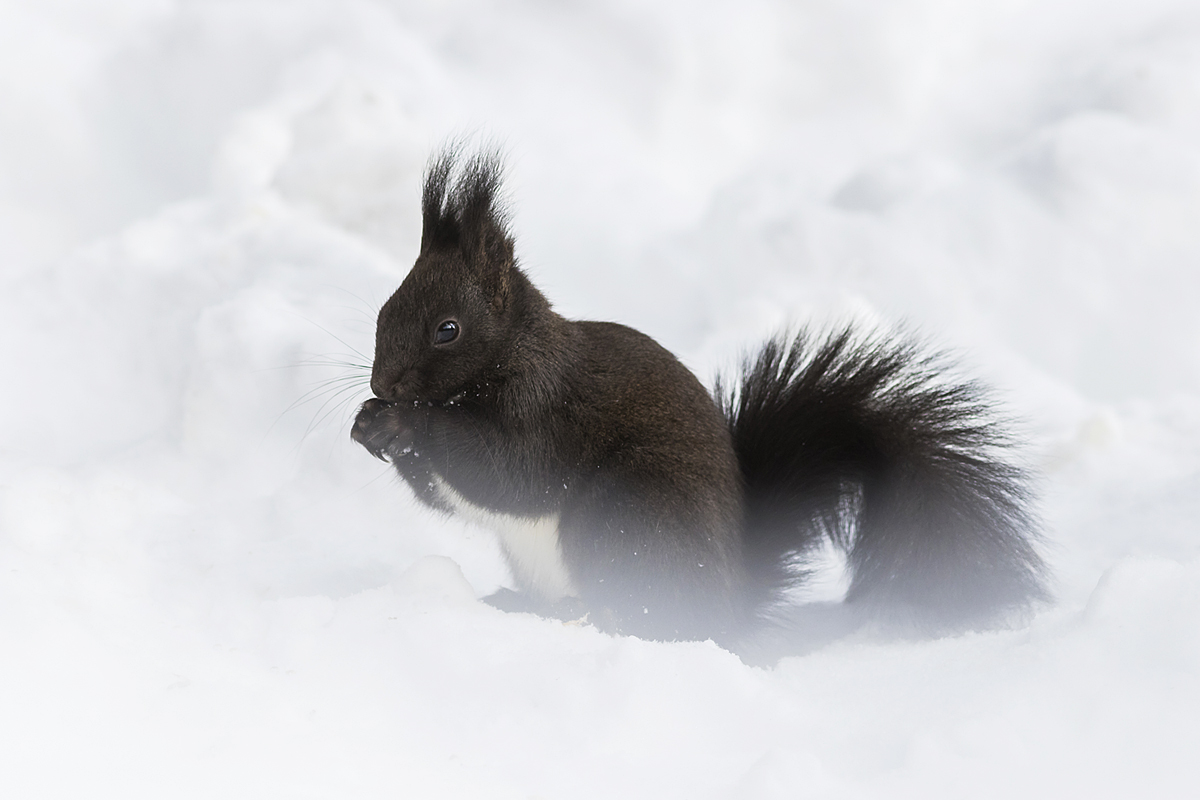 encounters in the snow.