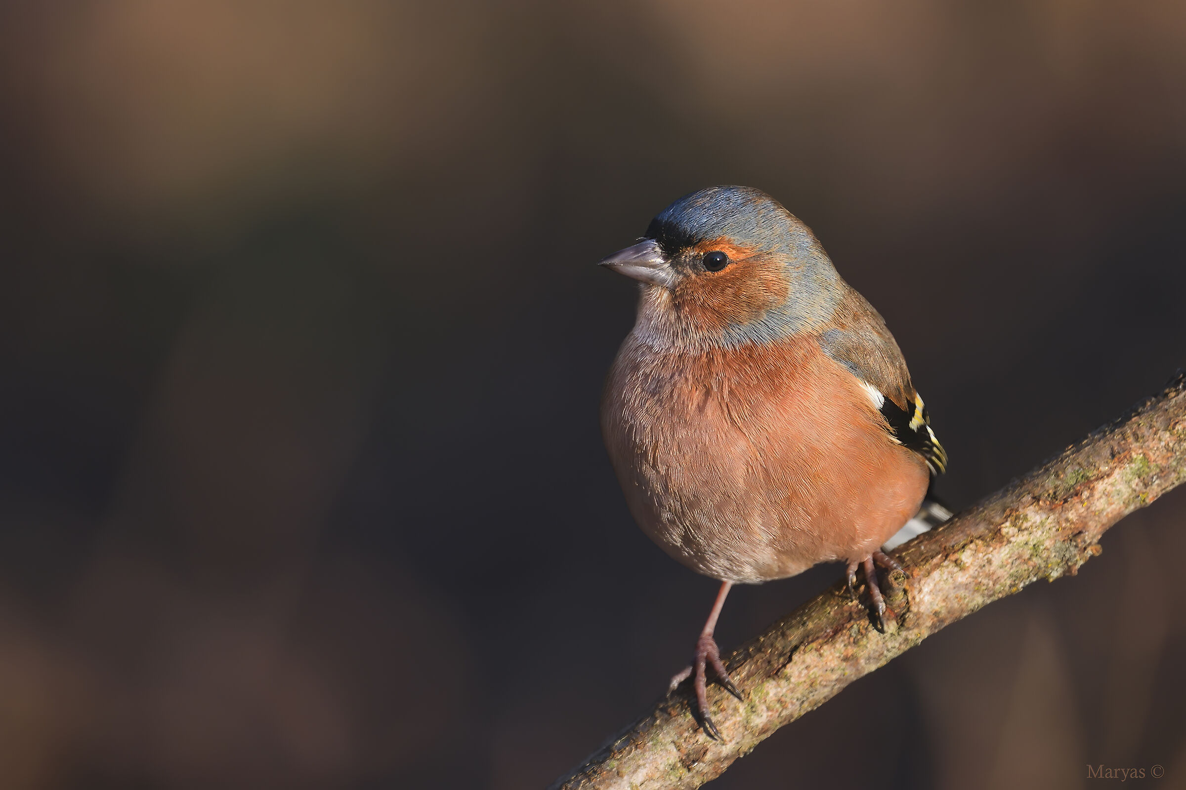 Chaffinch