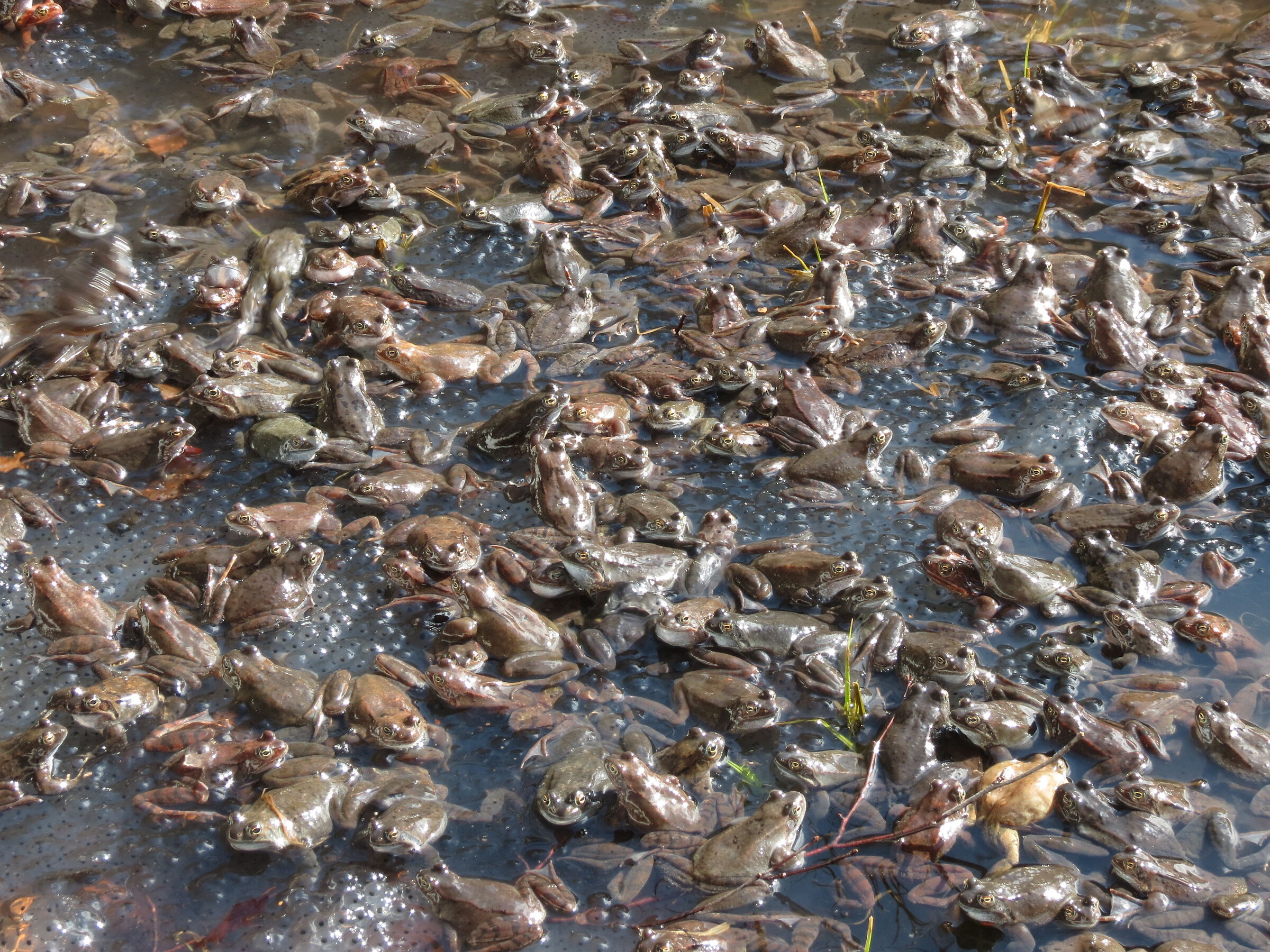 A carpet of frogs