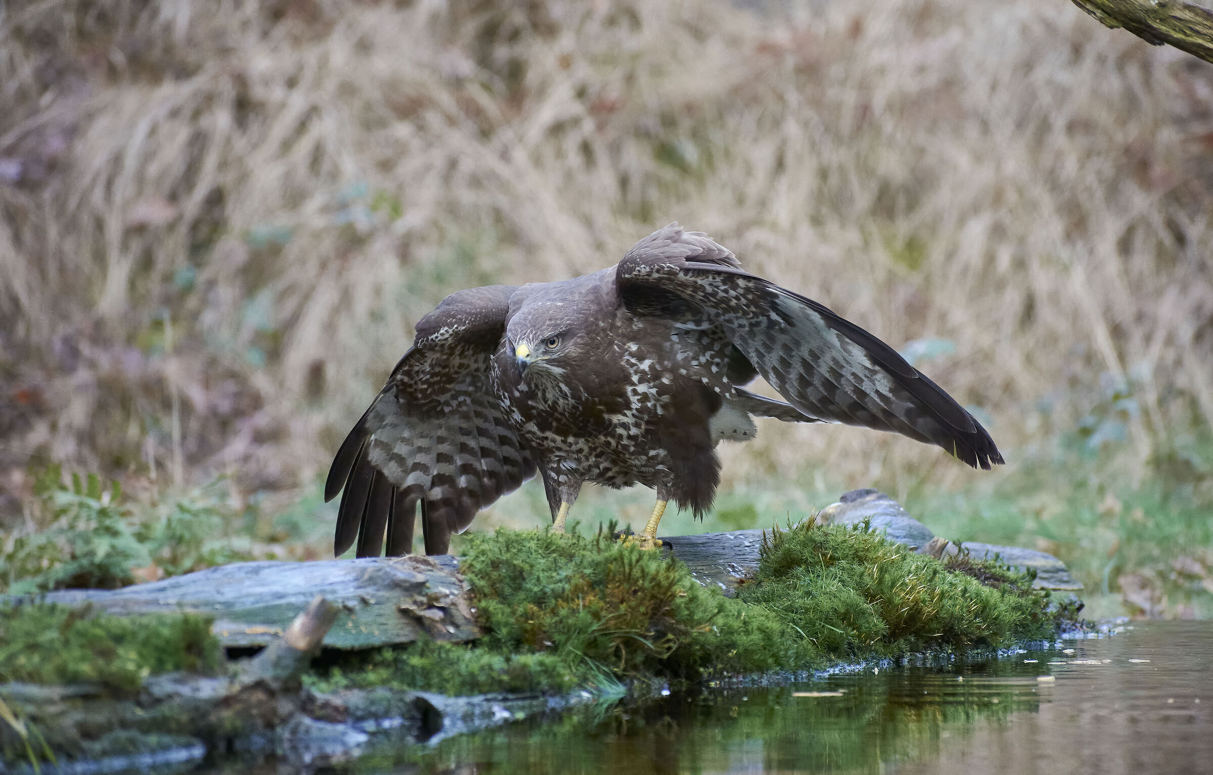 Poiana comune europea (Buteo buteo)
