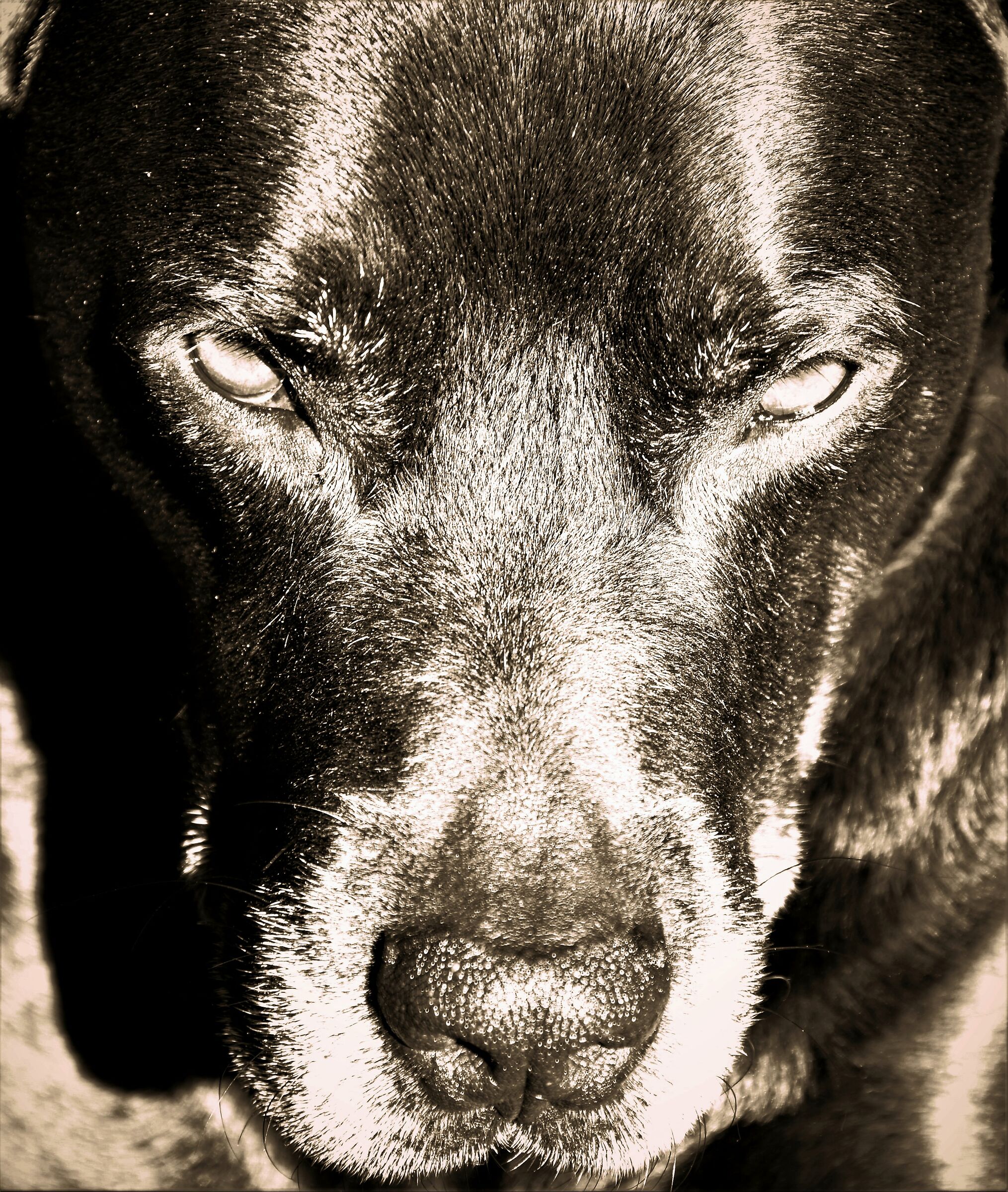 Ghigen,un cane umano....