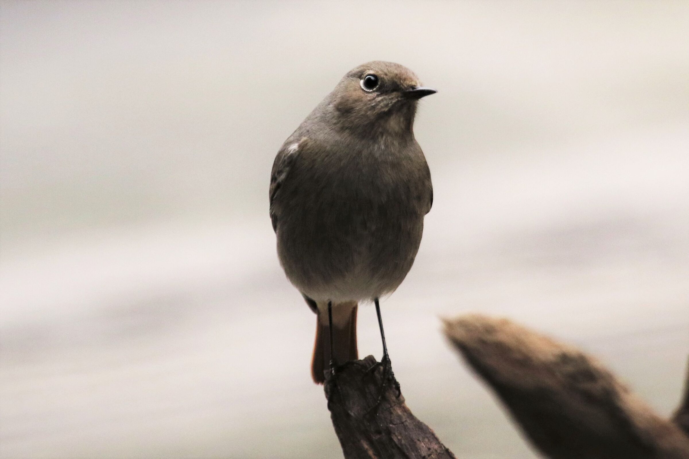 codirosso fireplace sweep