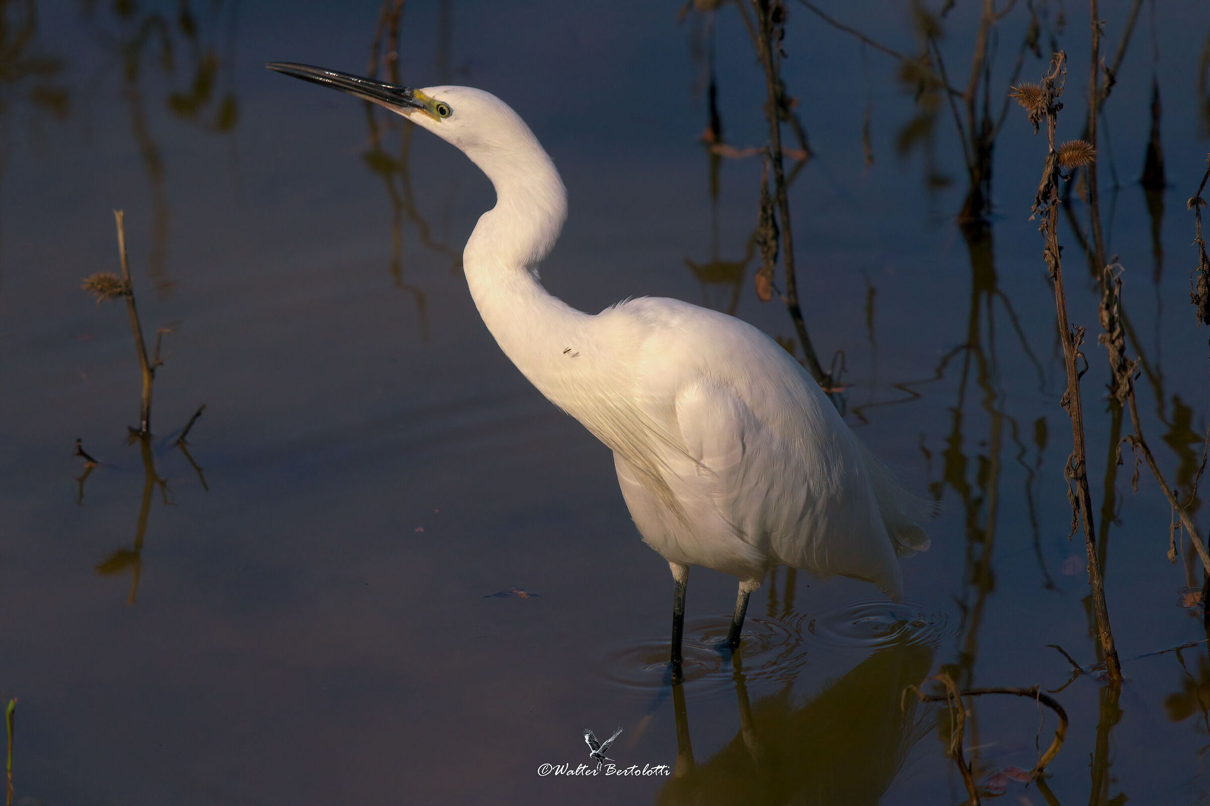 the egret and the mosquito