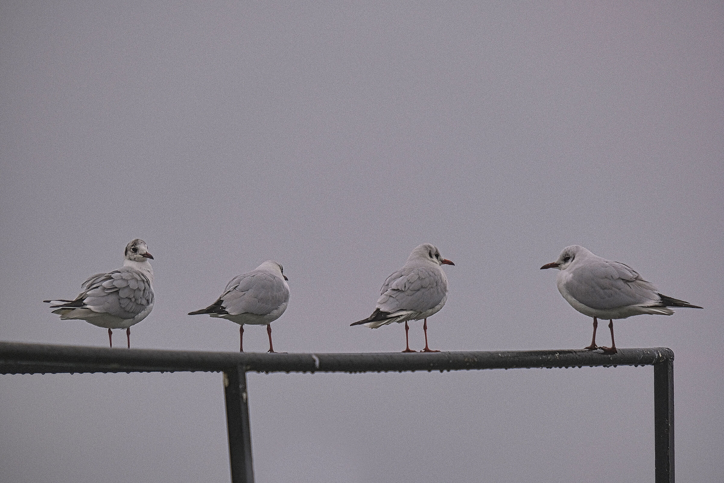 " eravamo quattro amici al bar "