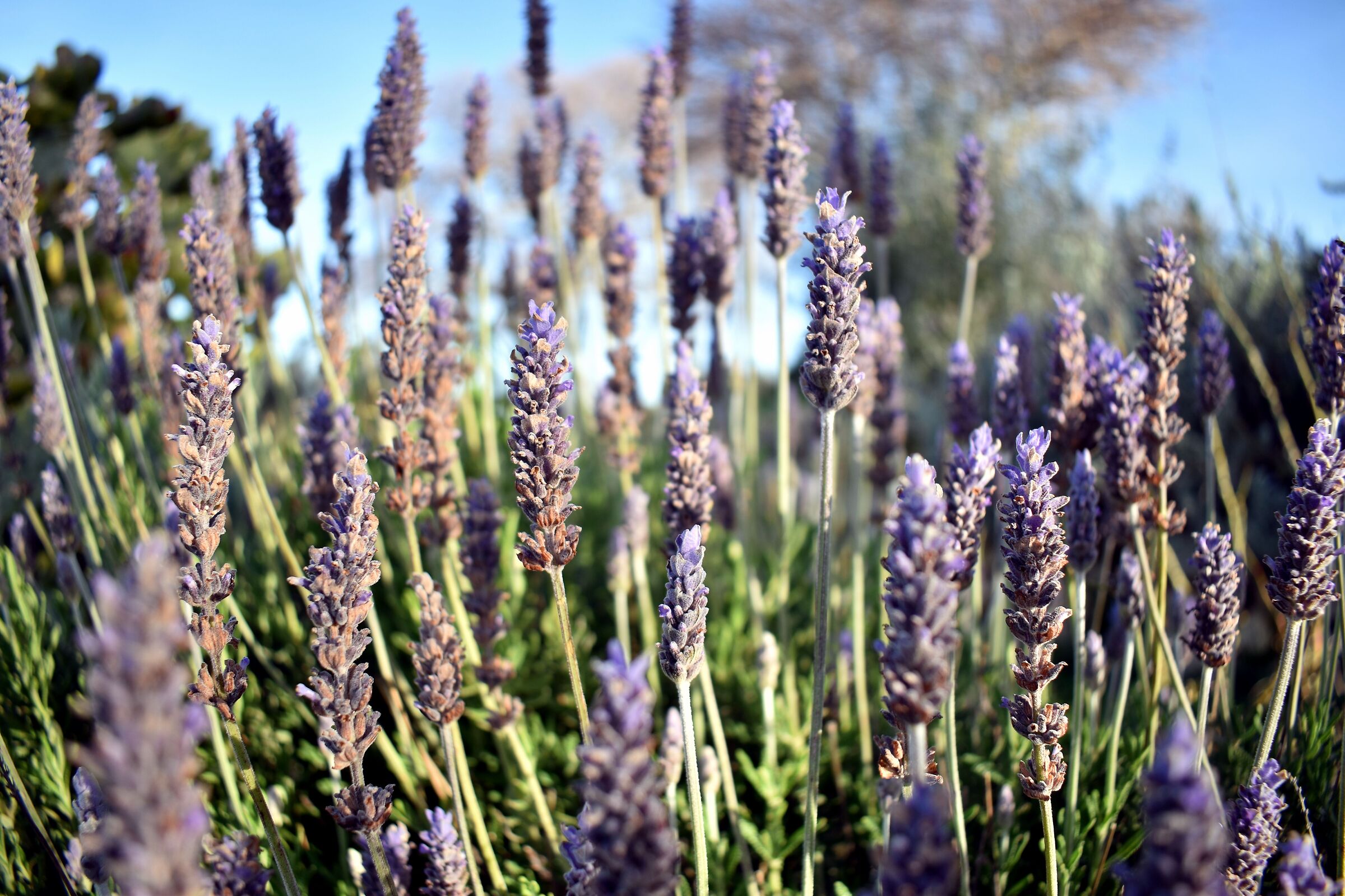 Lavanda