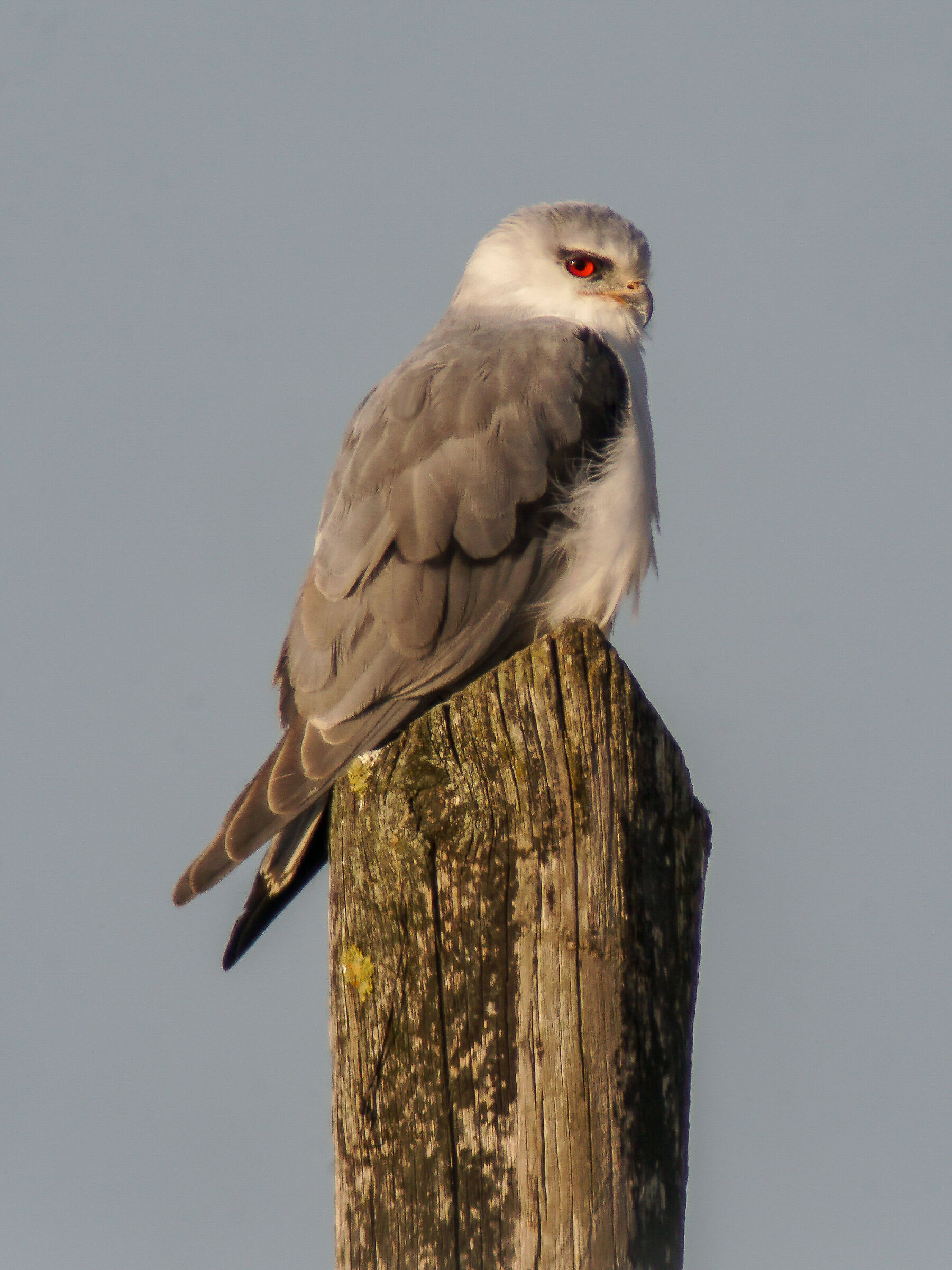 Nibbio Bianco Porto Tolle 14.01.2018 in digiscoping