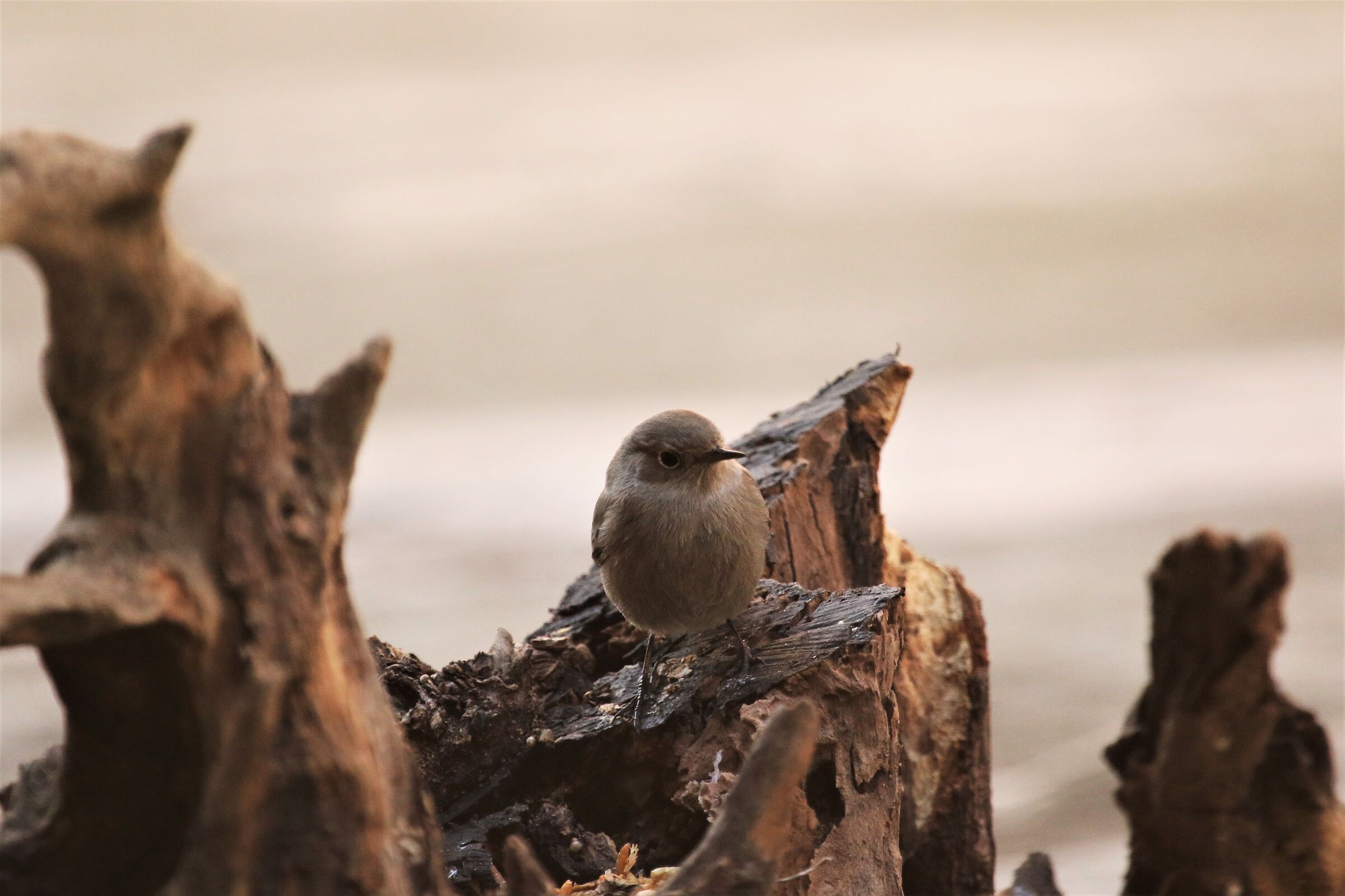 codirosso fireplace sweep