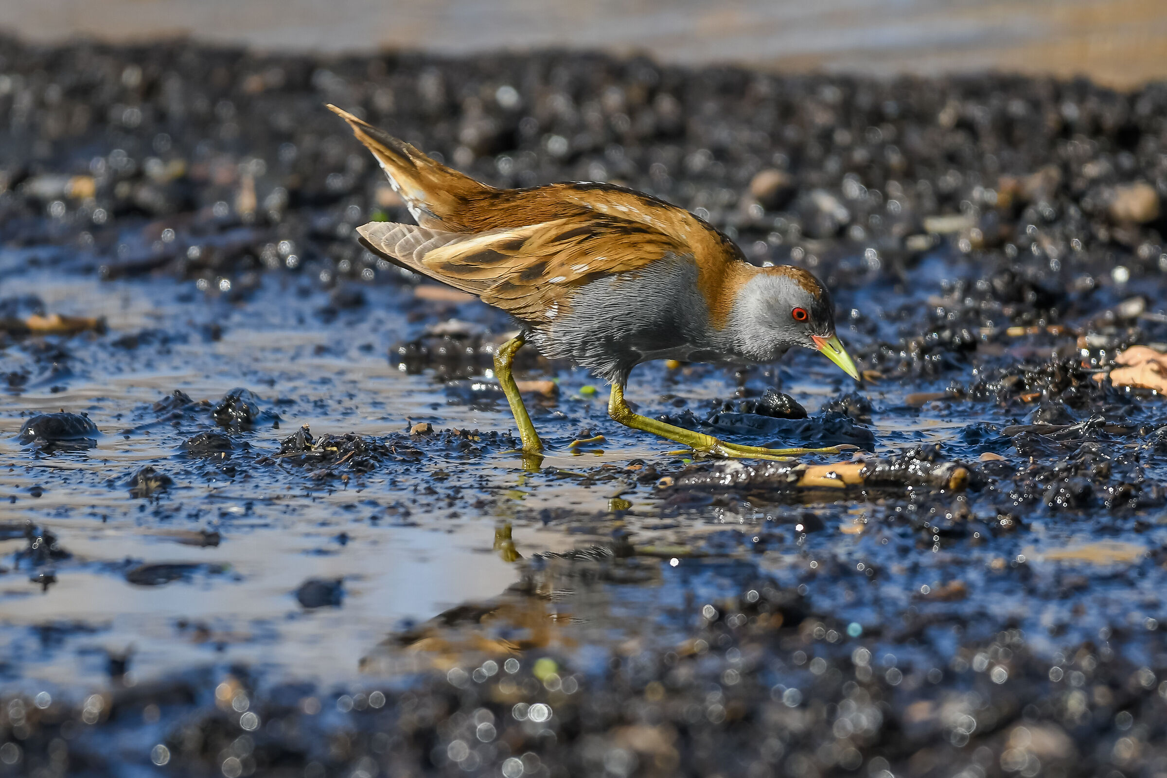 Crake in the mud