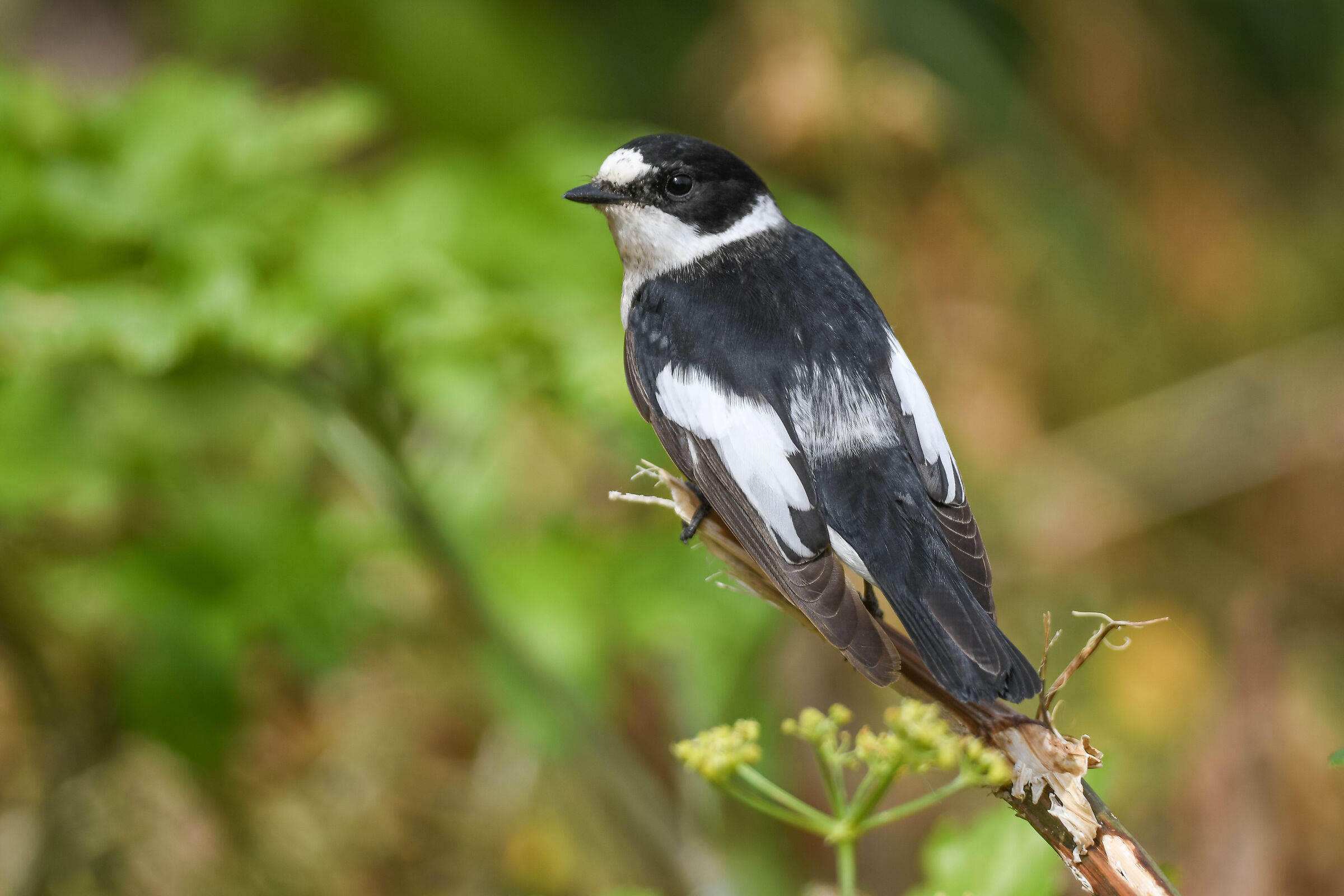 Collared nanny April 2019 Ventotene