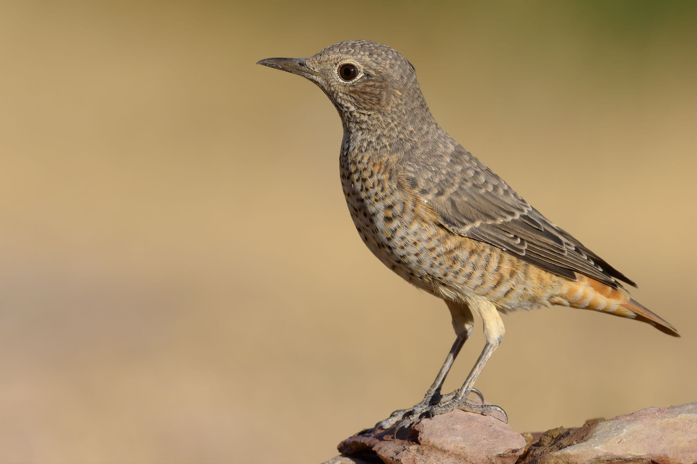 Codirossone Department (Monticola saxatilis)