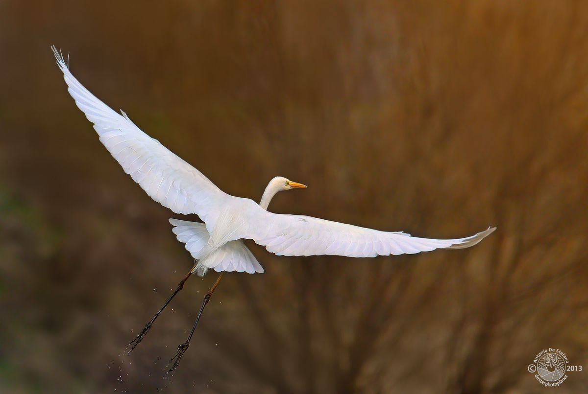 ..e che le ali della libertà non perdano mai le piume