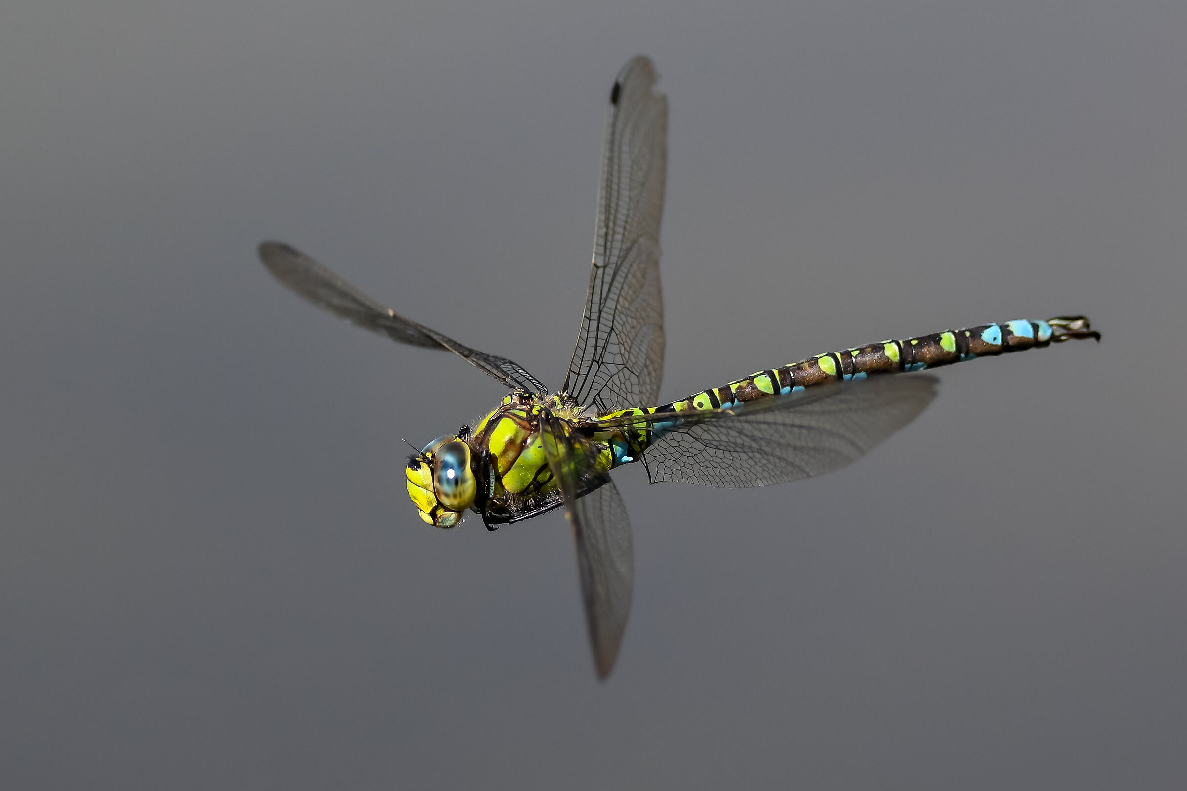 Aeshna cyanea Valtellina 14.09.2019