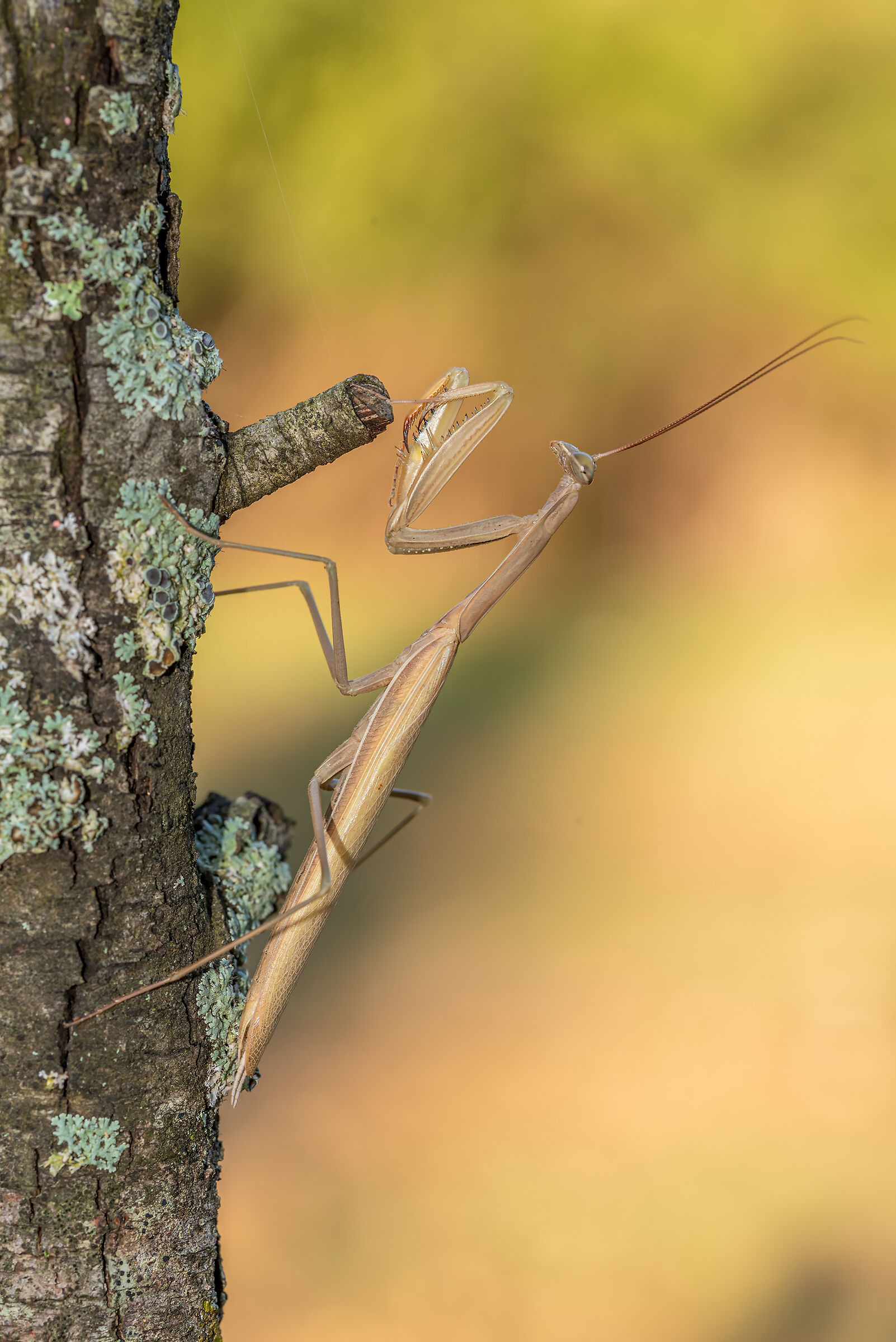 Praying mantis.