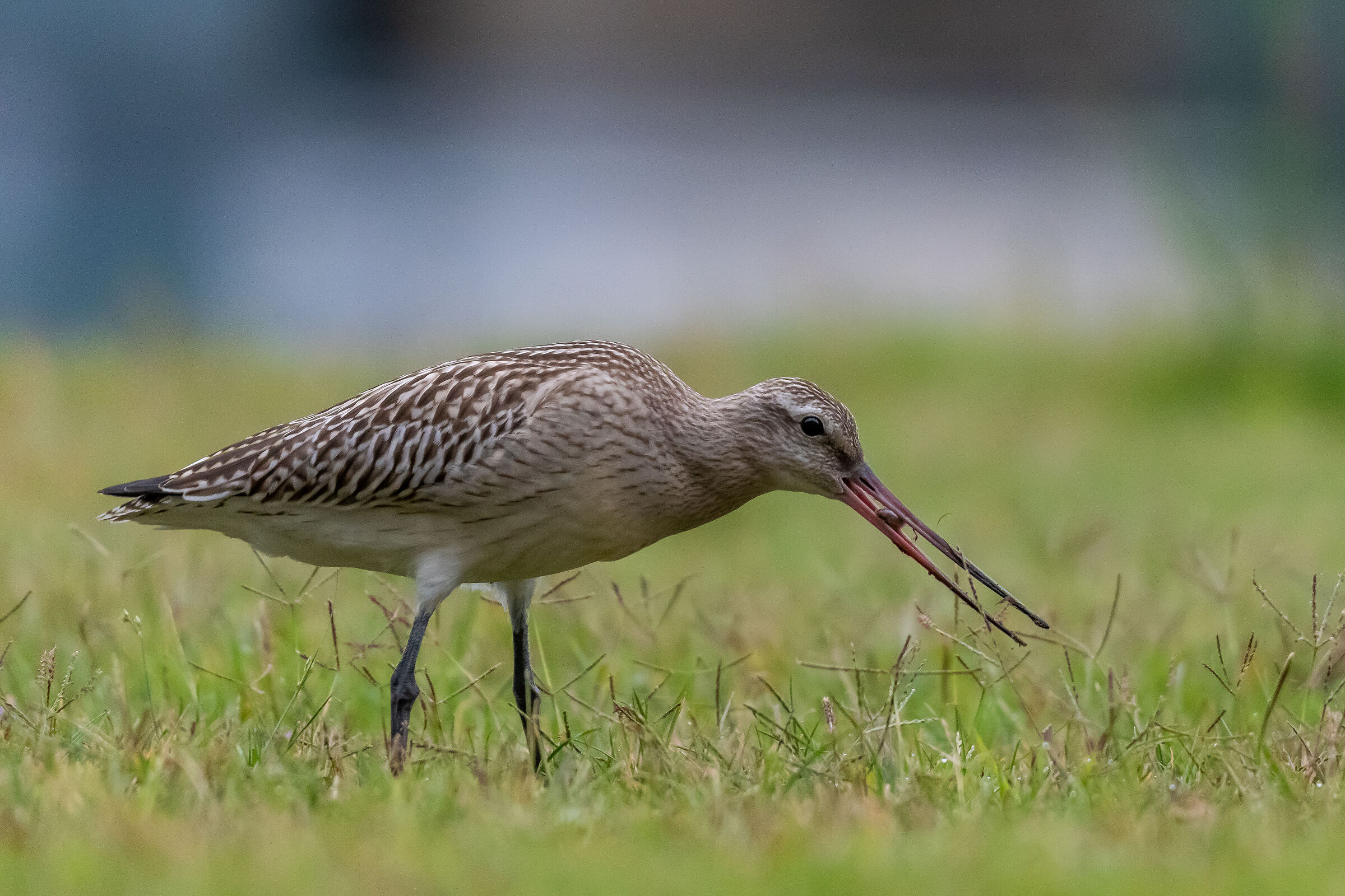 Lapland Limosa 22.09.19 (NO)