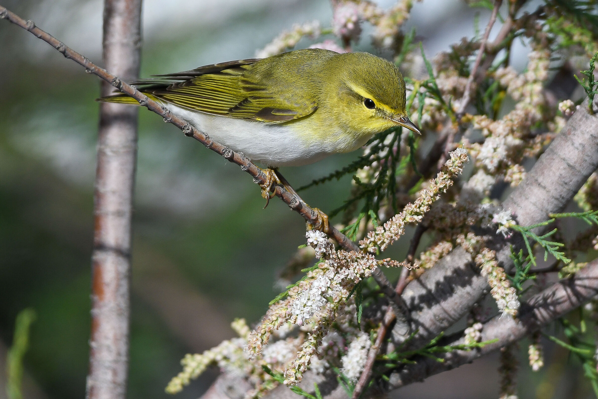 Green Luì - April 2019 Ventotene