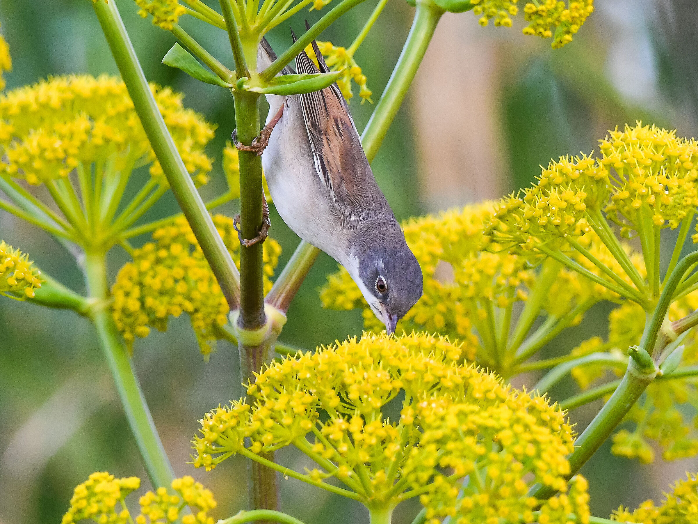 Sterpazzola della sardegna - Ventotene April 2019