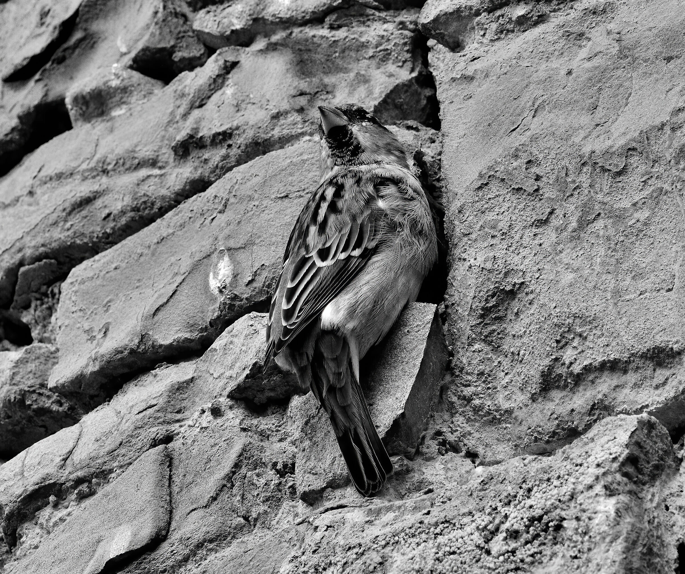 To protect the nest, BN variant