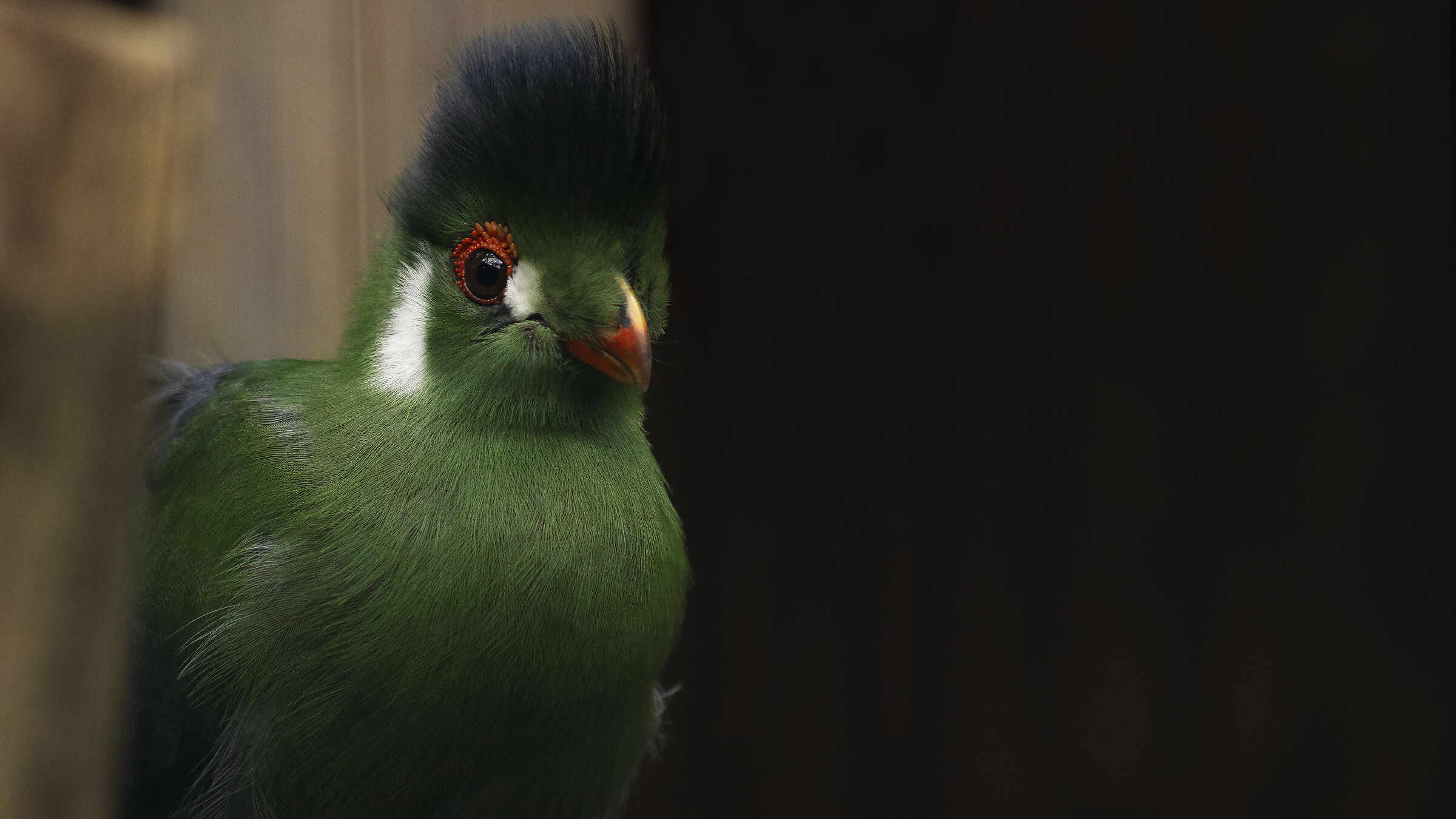 turaco guancebianche