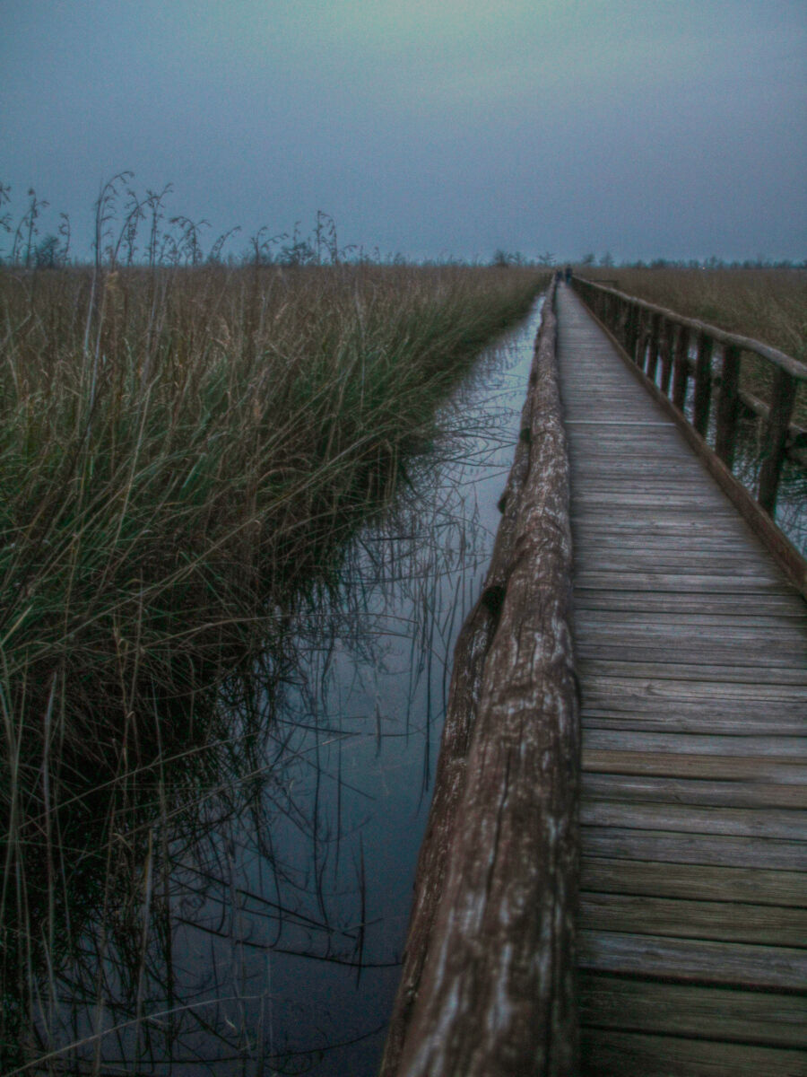 Lake Massaciuccoli, at sunset