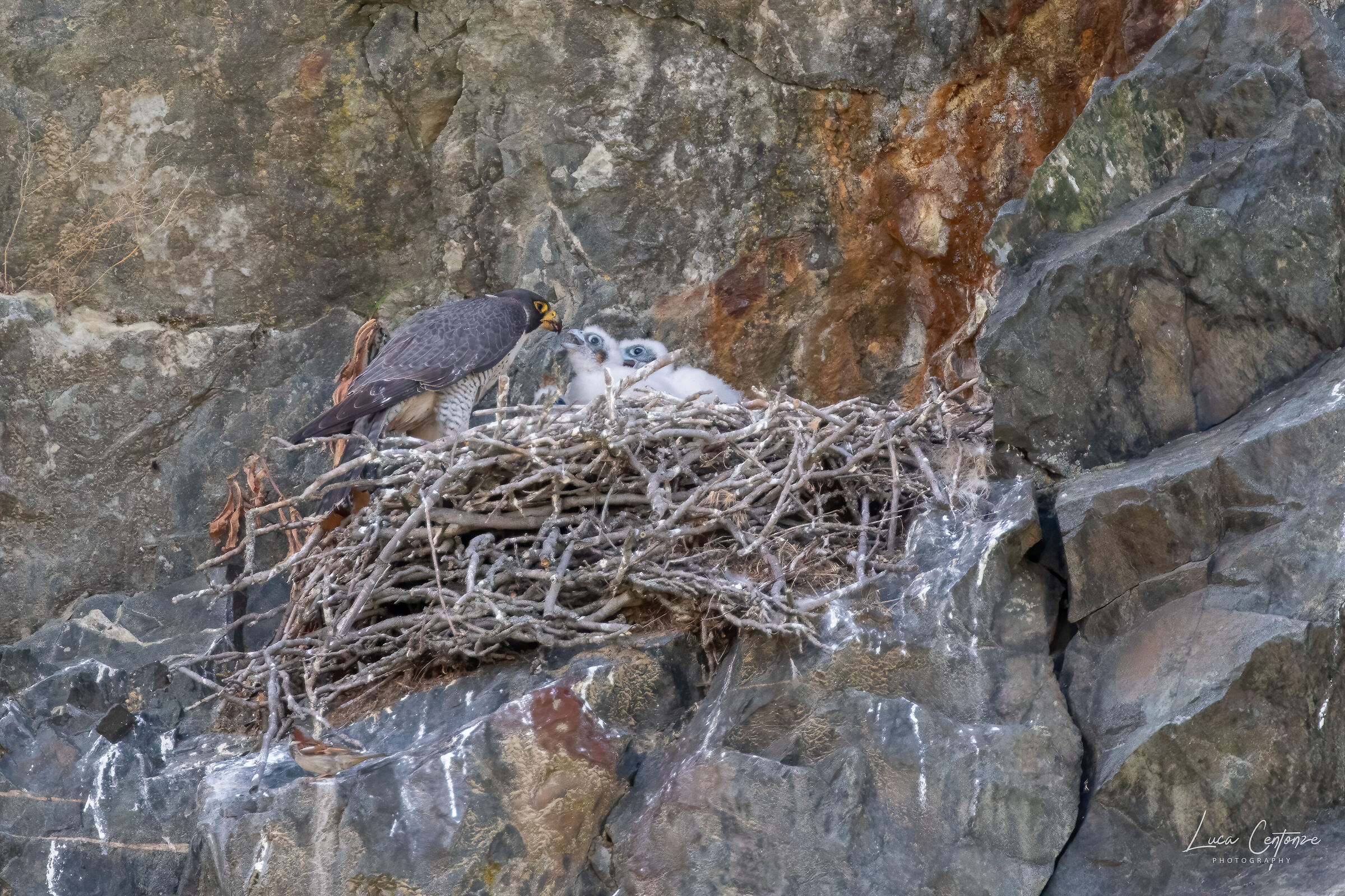 Nido di Falco Pellegrino