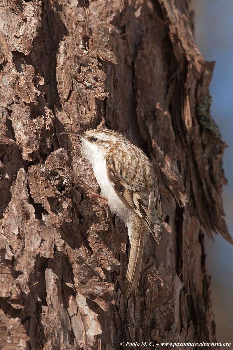 Mountainbike Alpestre