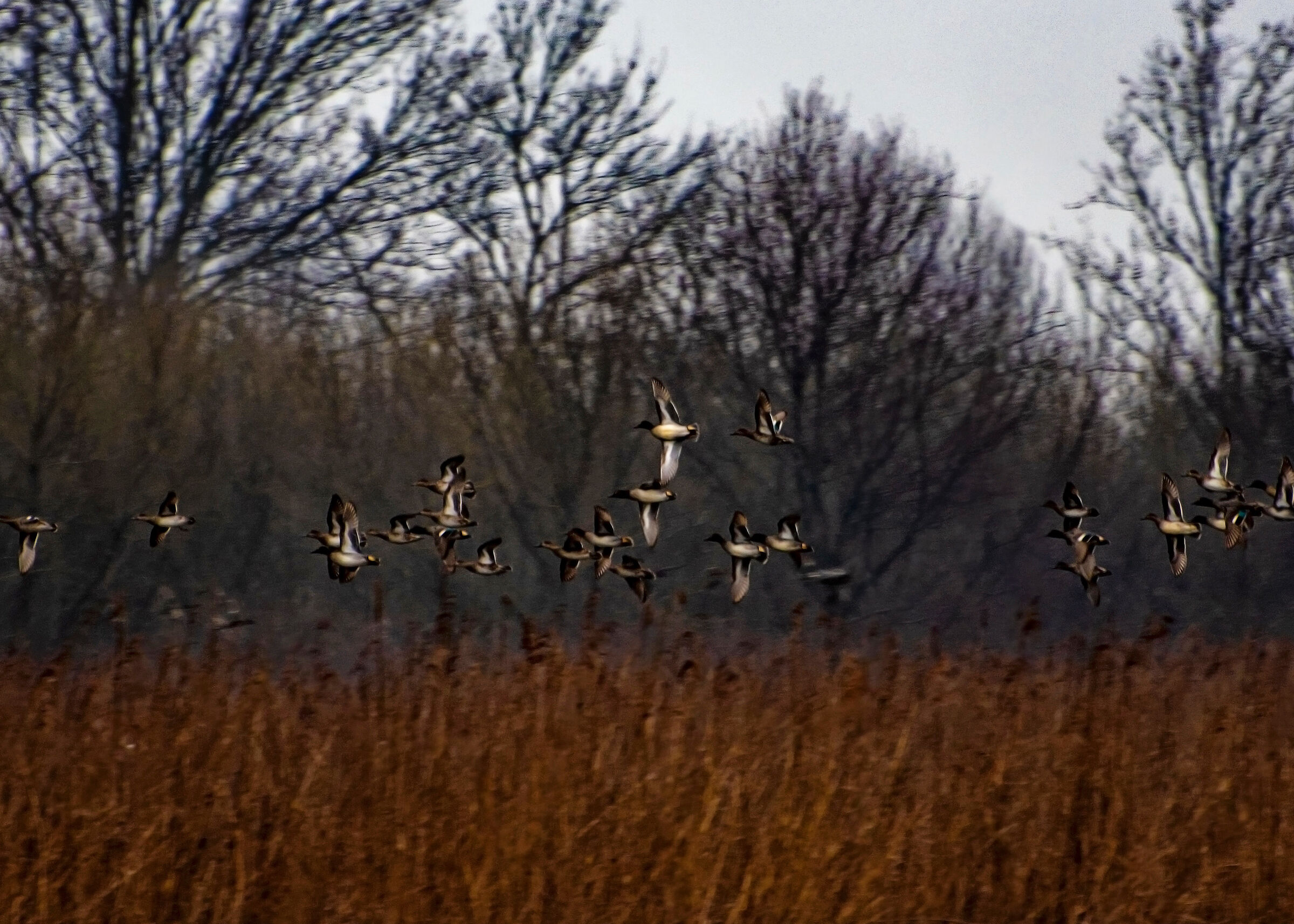Flock of Ducks