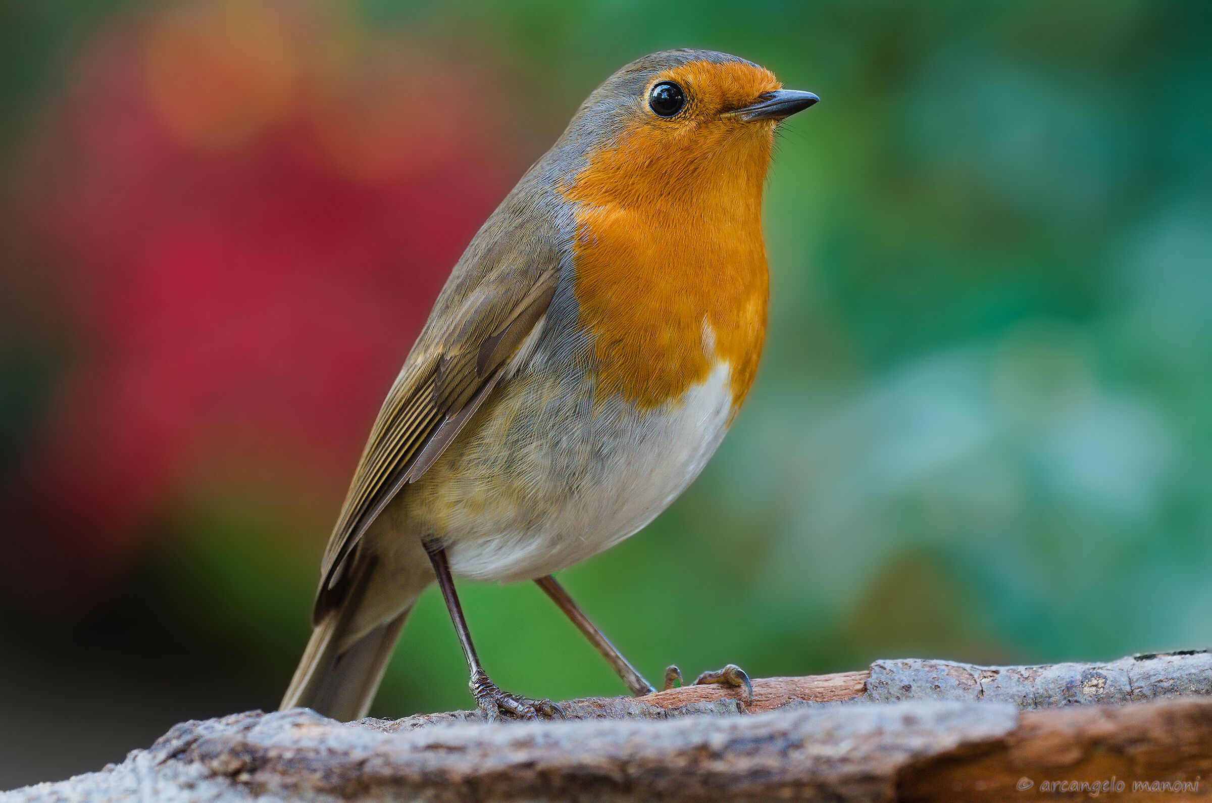 Quando Robin fa un patto col fotografo sul colore