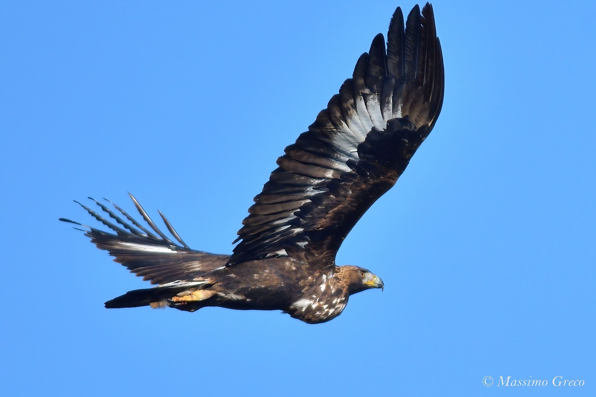 Golden Eagle (Aquila chrysaetos)