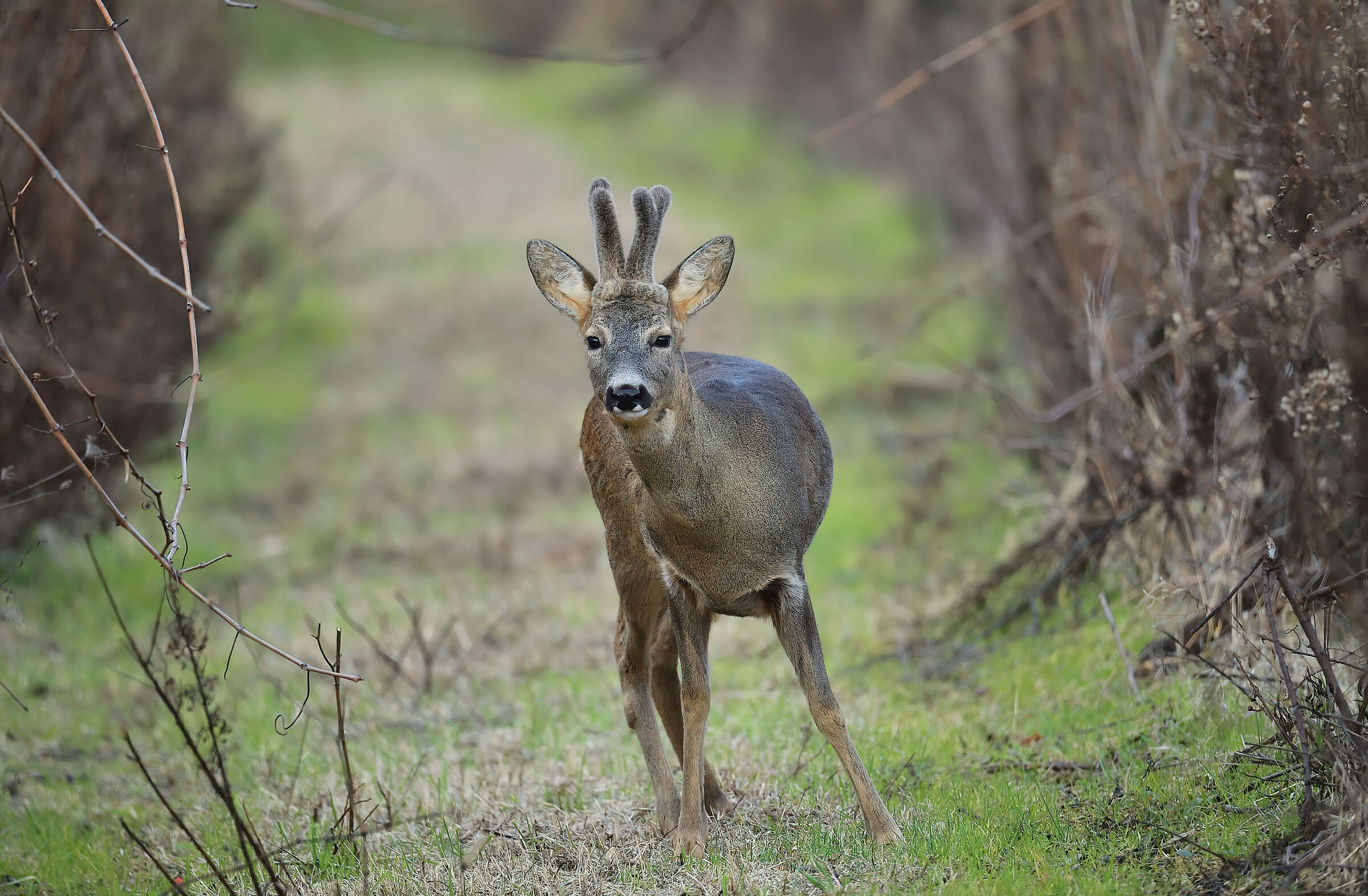 Roe deer m.